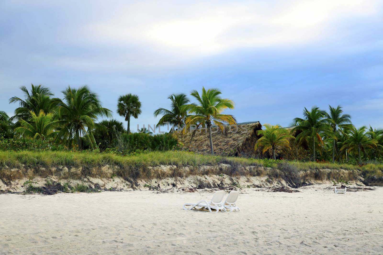 Cuban beach with sun lounger and palm on sunset. Varadero