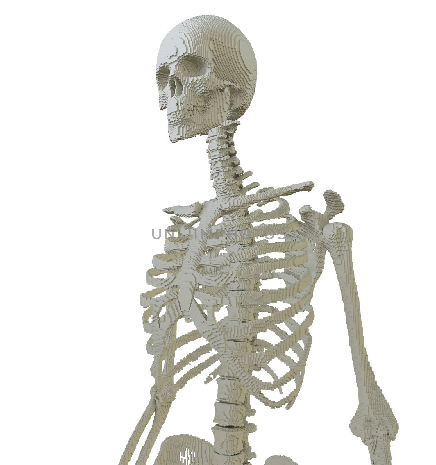 3d printed skeleton isolated by cherezoff