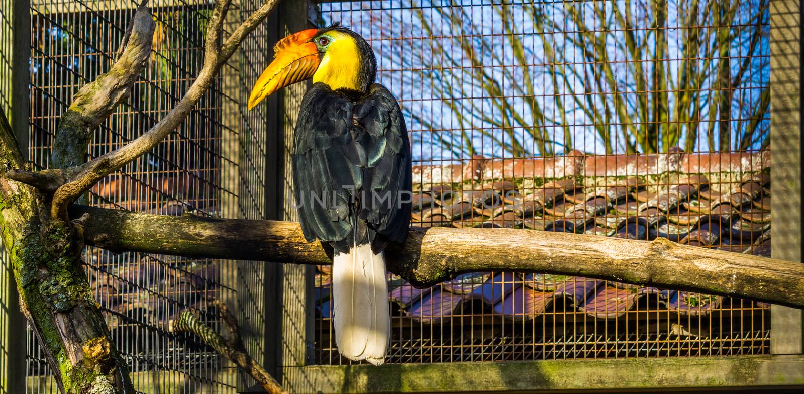 beautiful portrait of a male wrinkled hornbill sitting on a branch, colorful tropical bird from Asia, Endangered animal specie