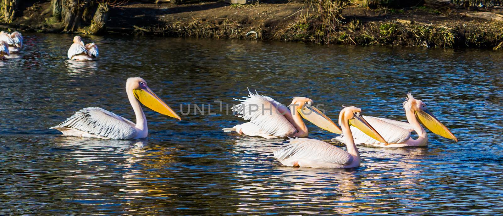 Family of rosy pelicans floating together in the water hunting for food, Birds from Eurasia by charlottebleijenberg