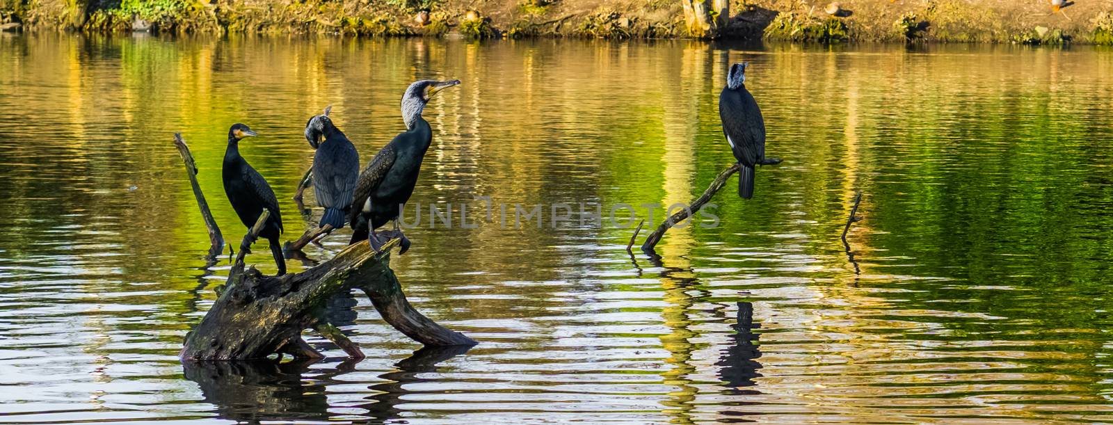 group of diverse cormorants sitting on branches above the water, well spread water birds