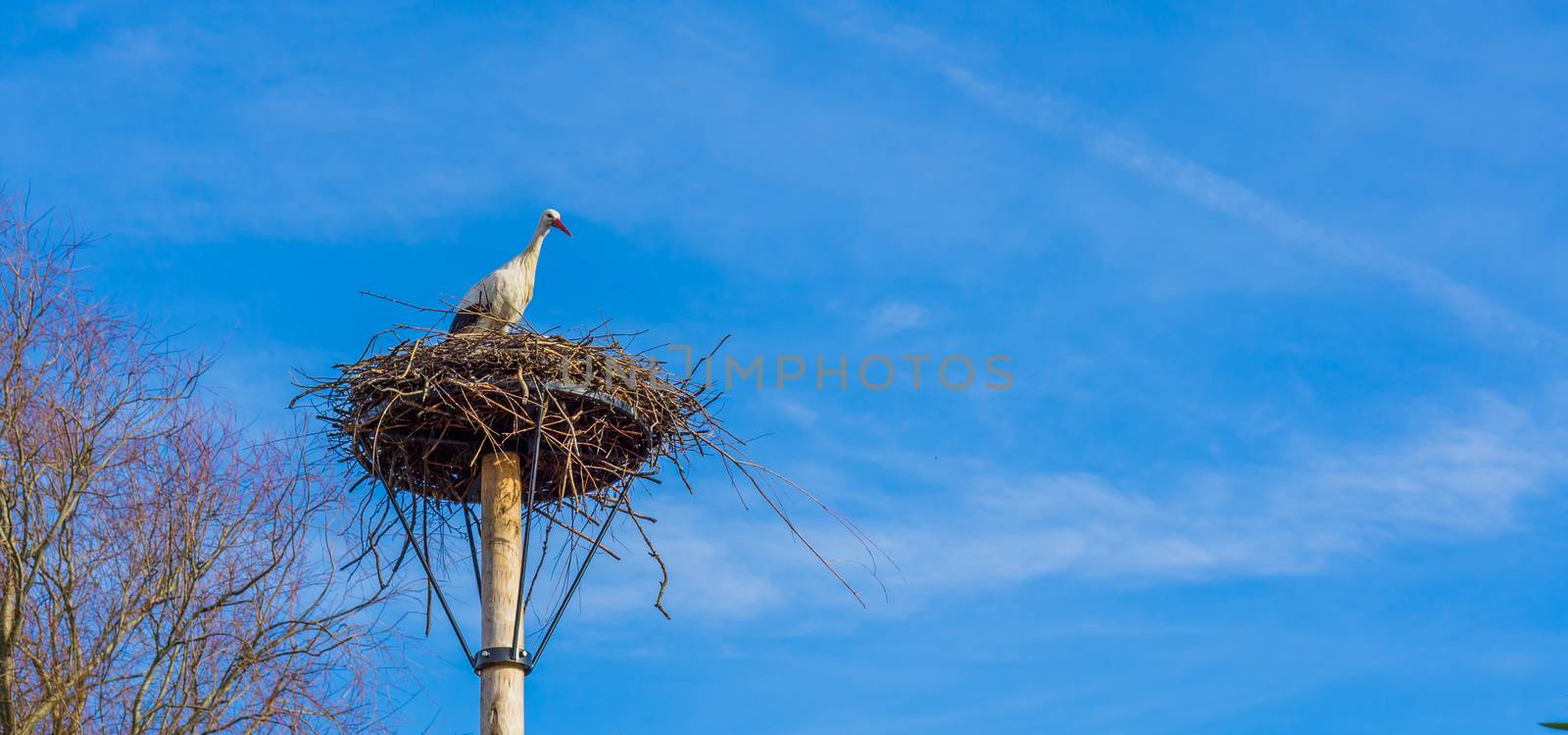 big birds nest with a stork in it, clean and deep blue sky in the background, migrated bird from Africa by charlottebleijenberg
