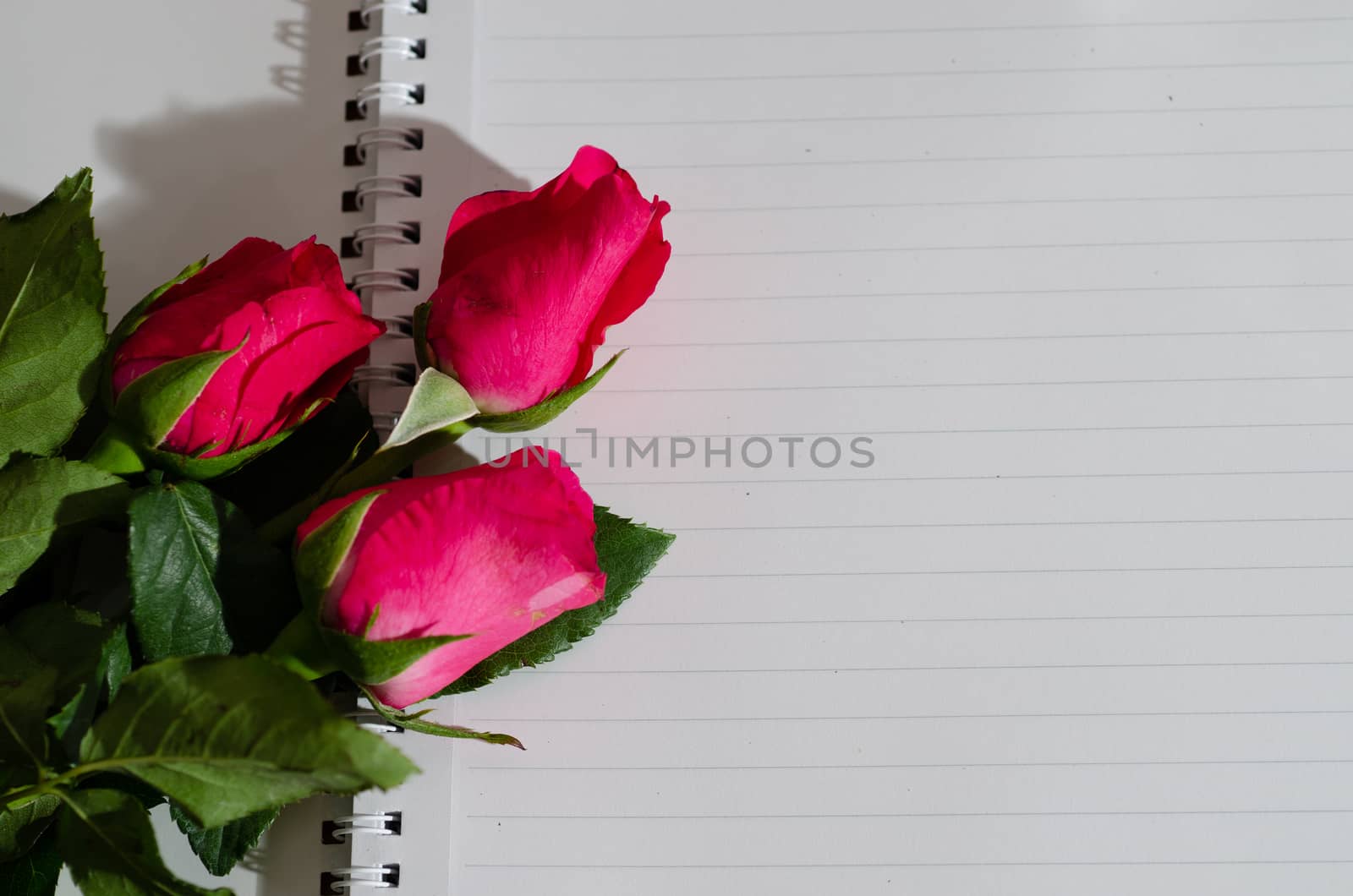 rose in the book  romantic and valentine day