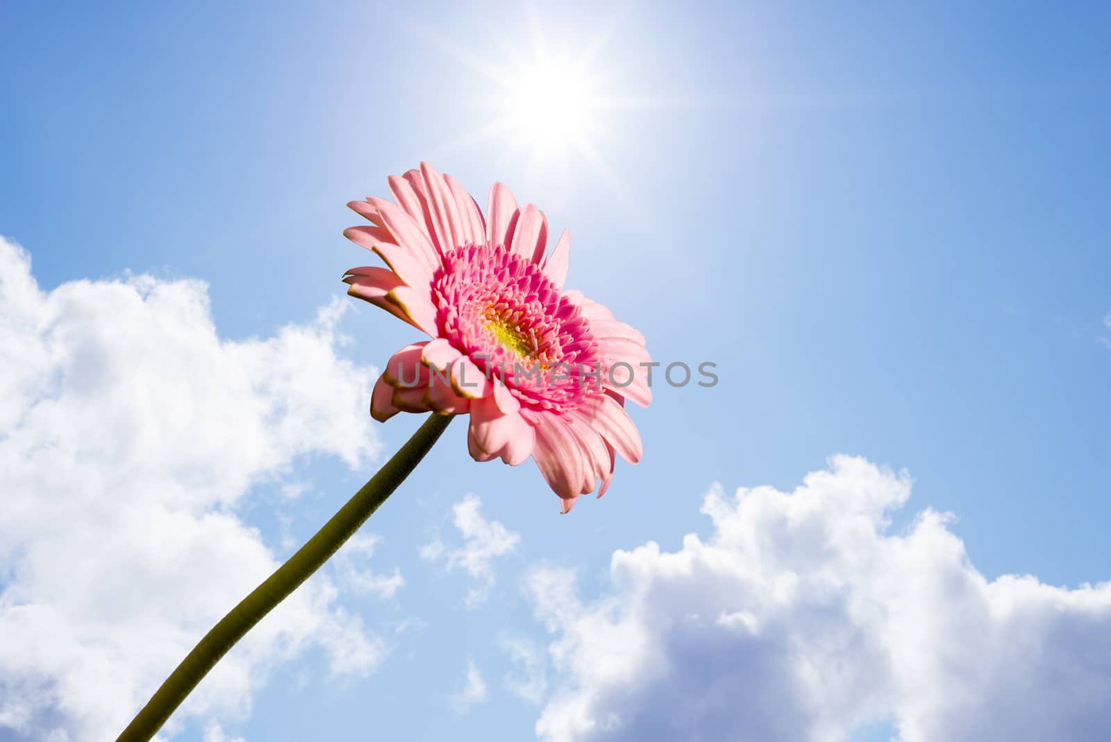 single pink gerbera flower by morrbyte