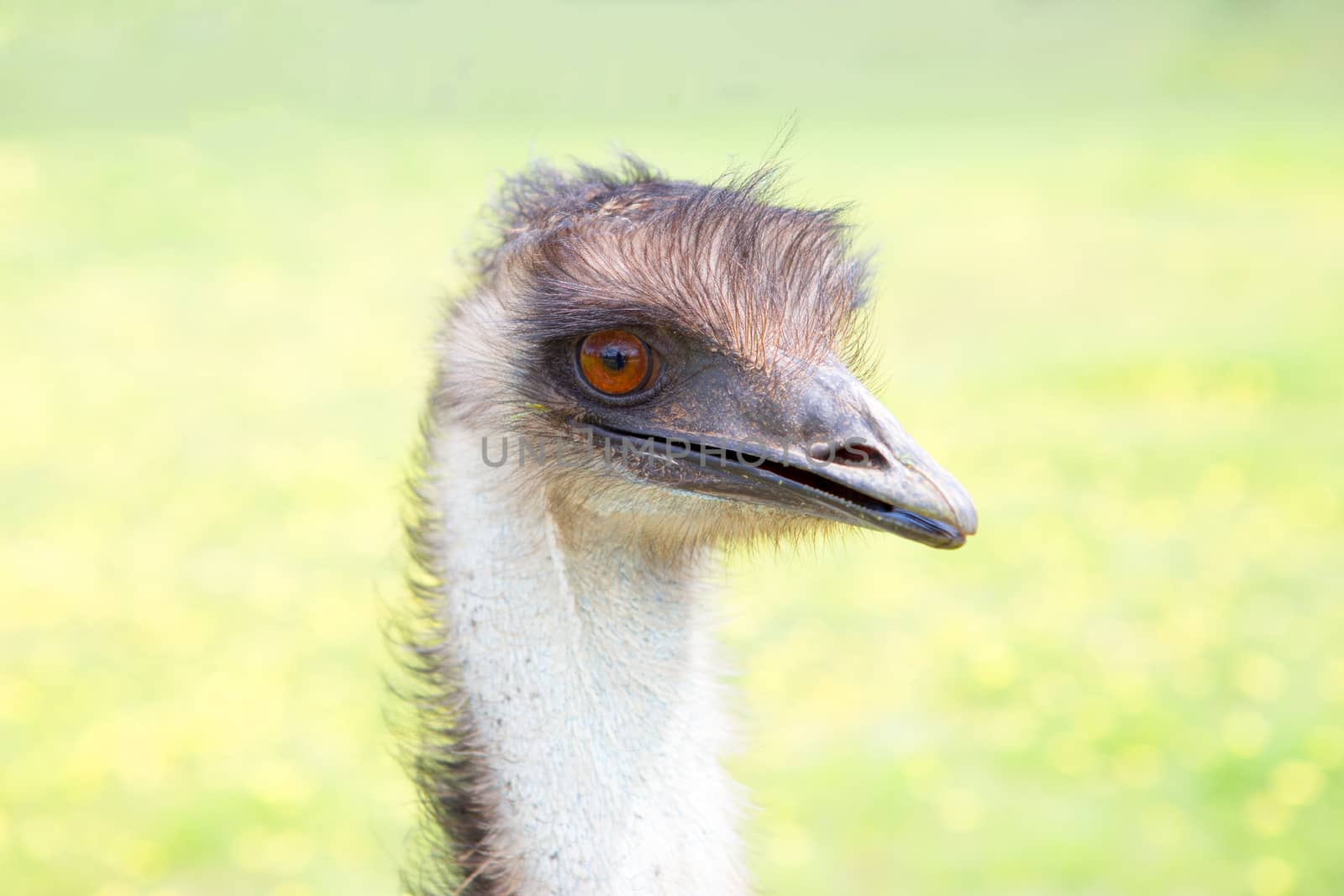 Australian emu by lovleah