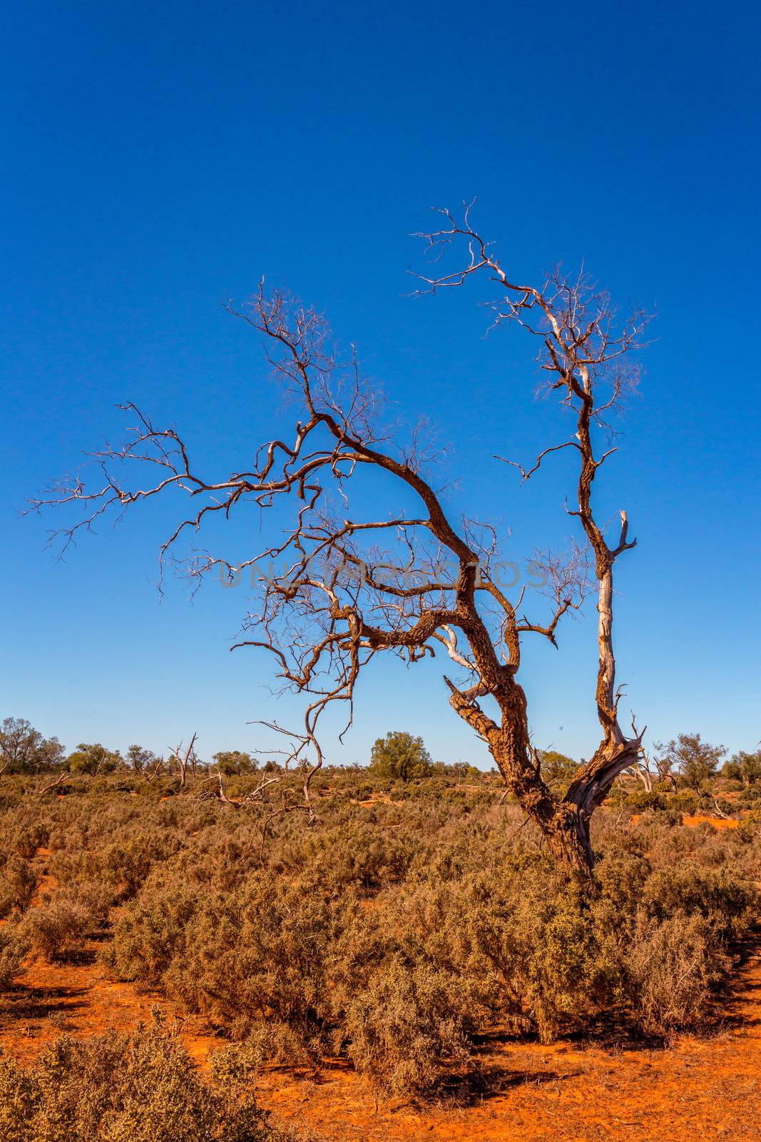Gnarly old dead tree with twisted branches stands among the saltbush in the dusty red soils of the desert, even the saltbush is covered in a fine layer of this very fine bulldust.kicked up by passing cars it gets everywhere