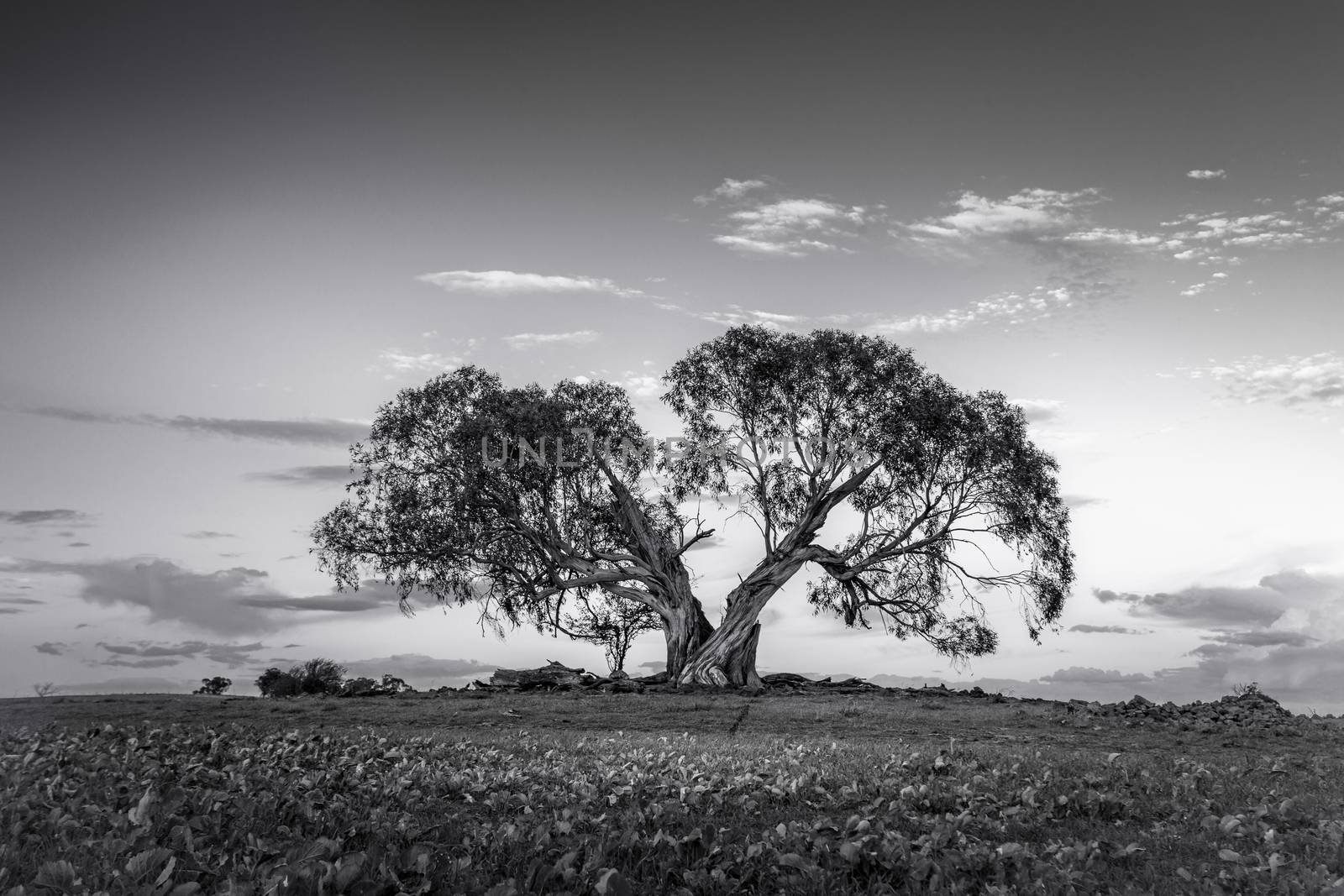 Split tree in rural NSW by lovleah