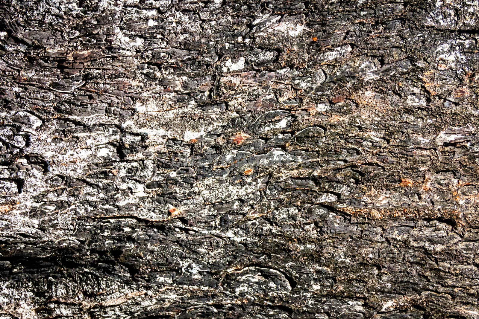 Old bark pattern, white color, background