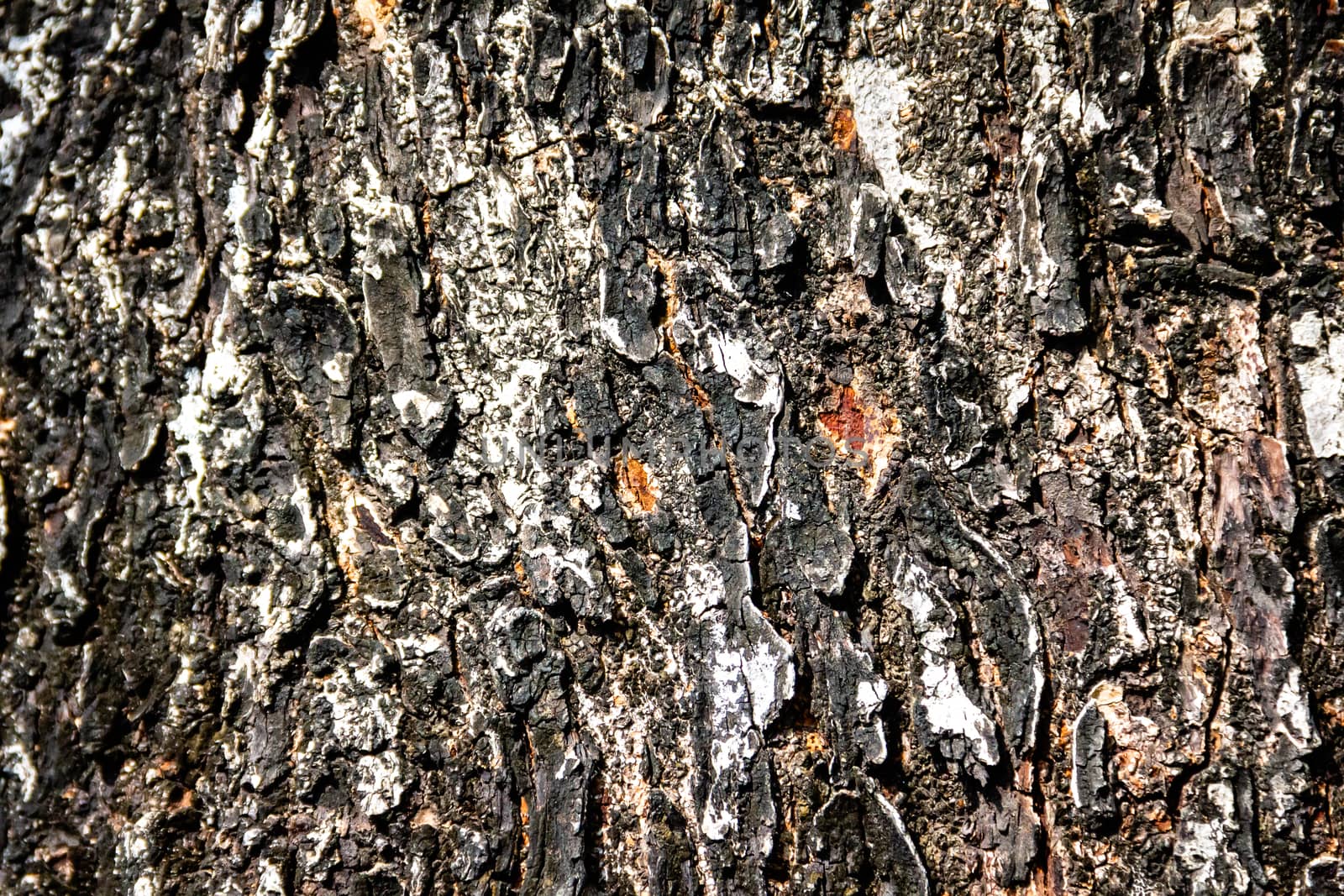 Old bark pattern, white color, background