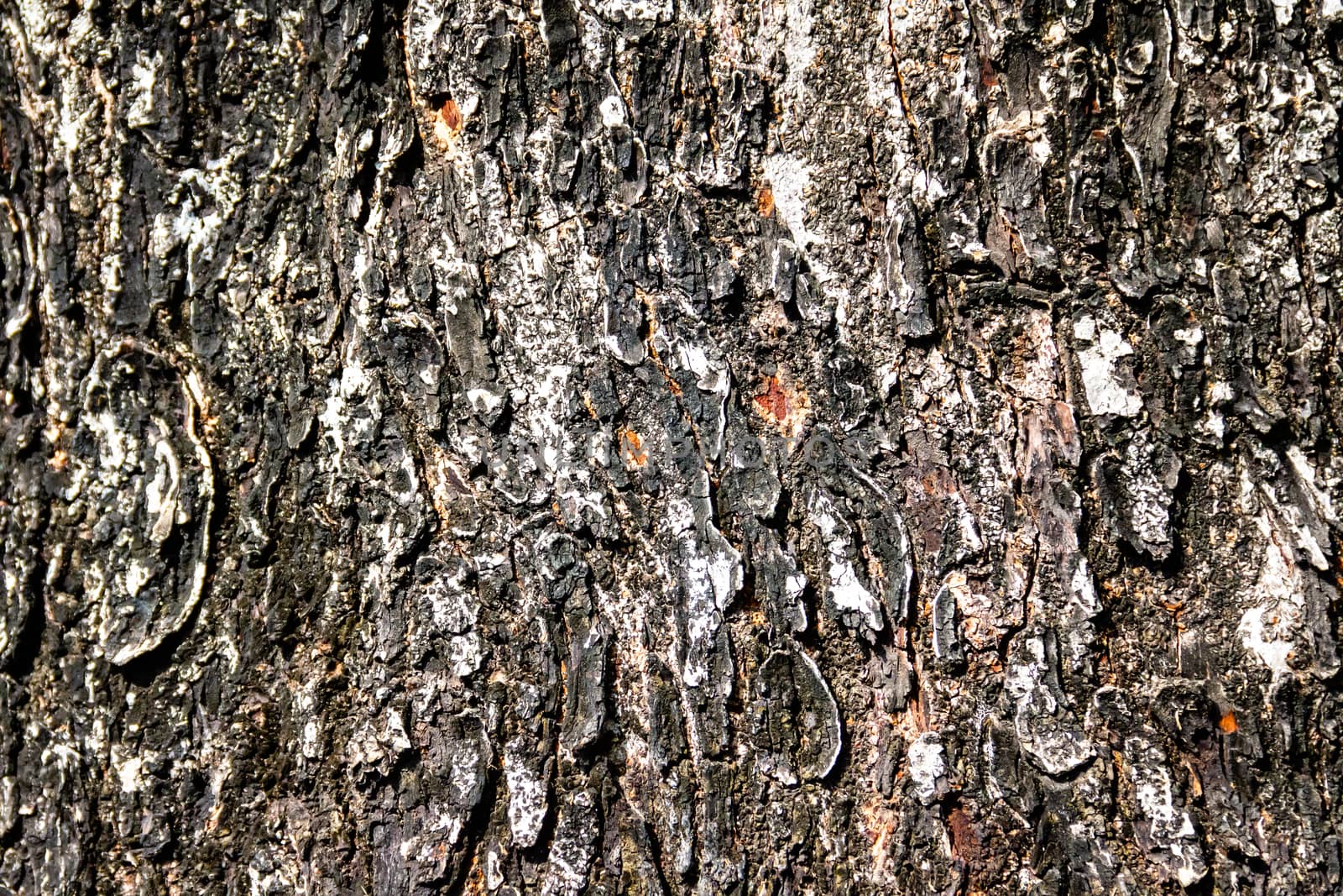 Old bark pattern, white color, background