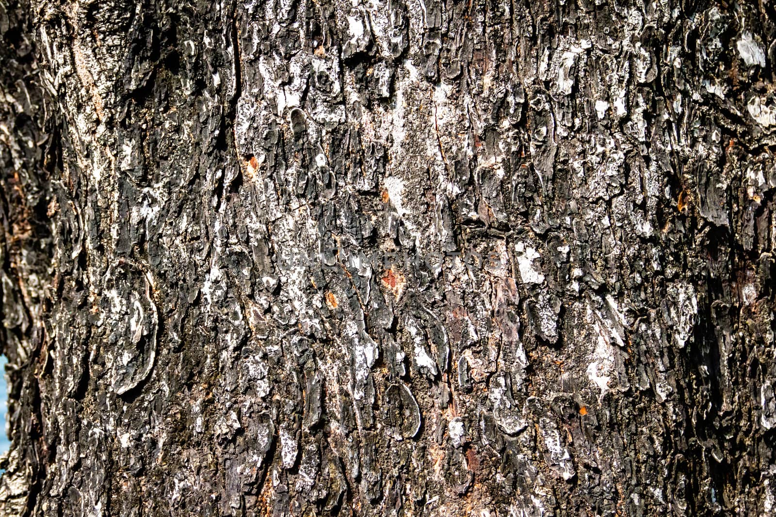 Old bark pattern, white color, background