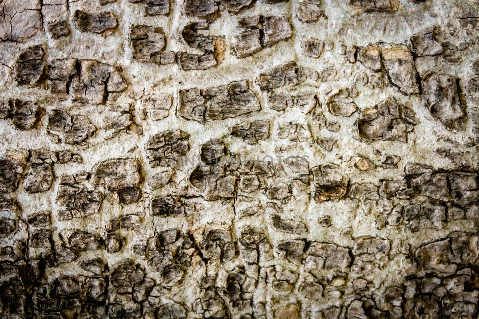 Old bark pattern, white color, background