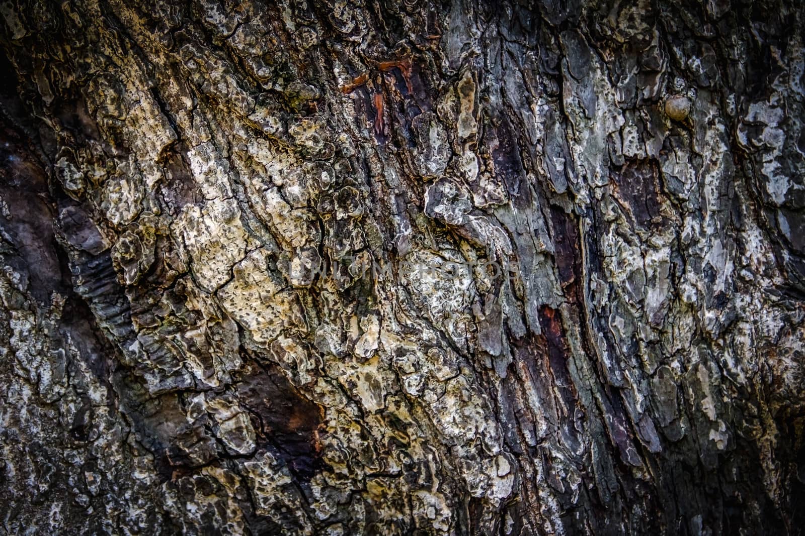 Old bark pattern, white color, background