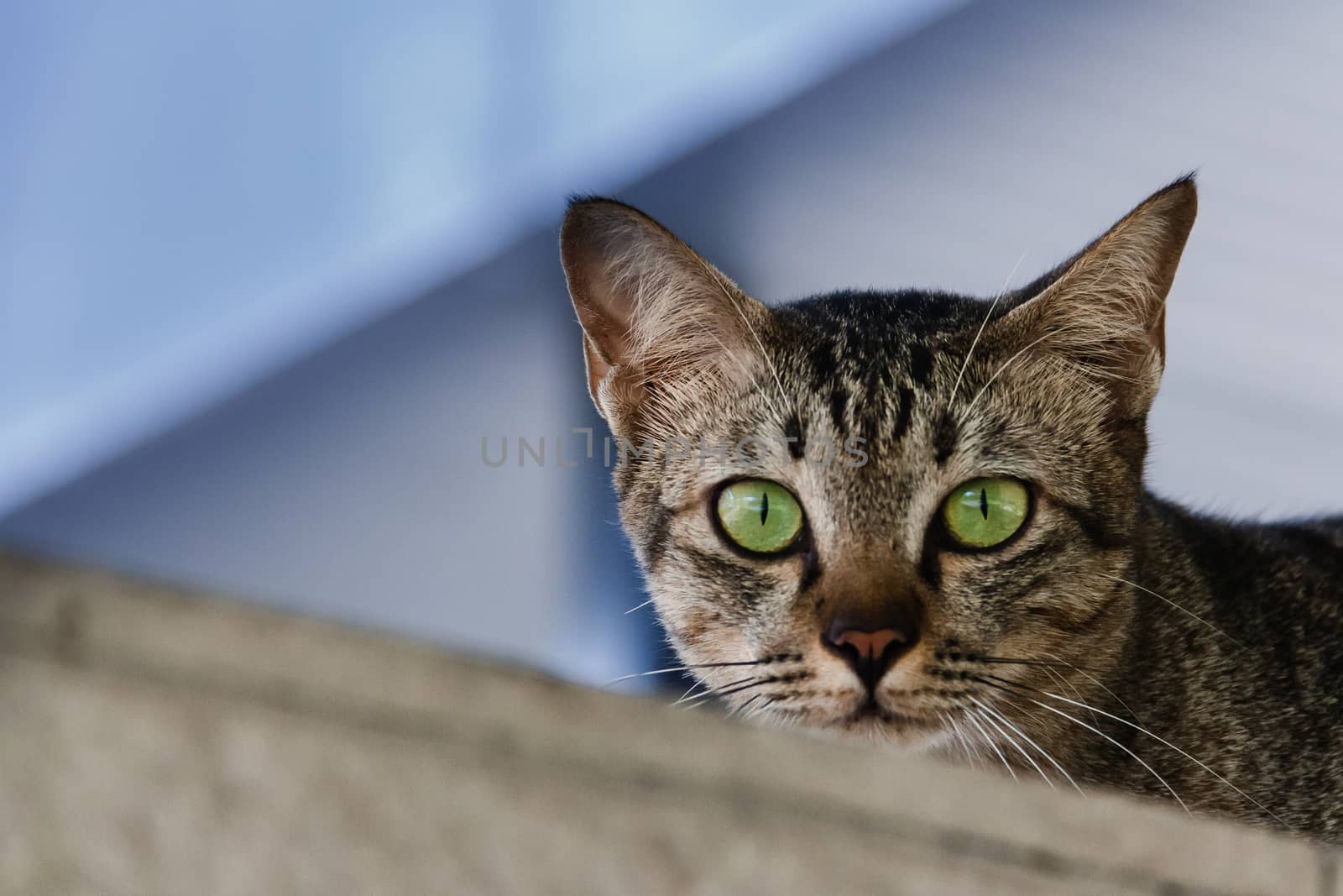 Brown-green cats, green eyes looking