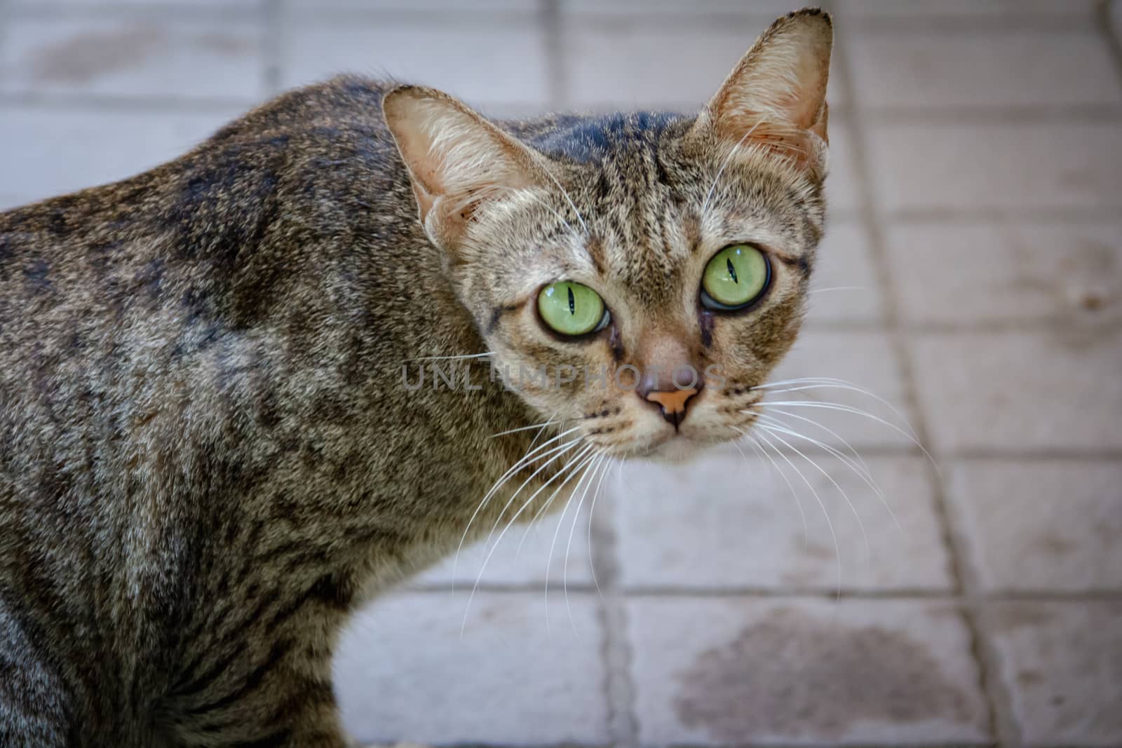 Brown-green cats, green eyes looking