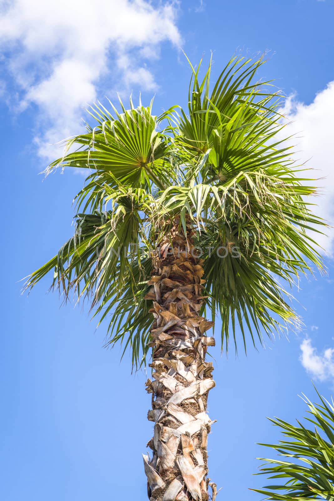 Palm tree in the tropics rising up into the blue sky