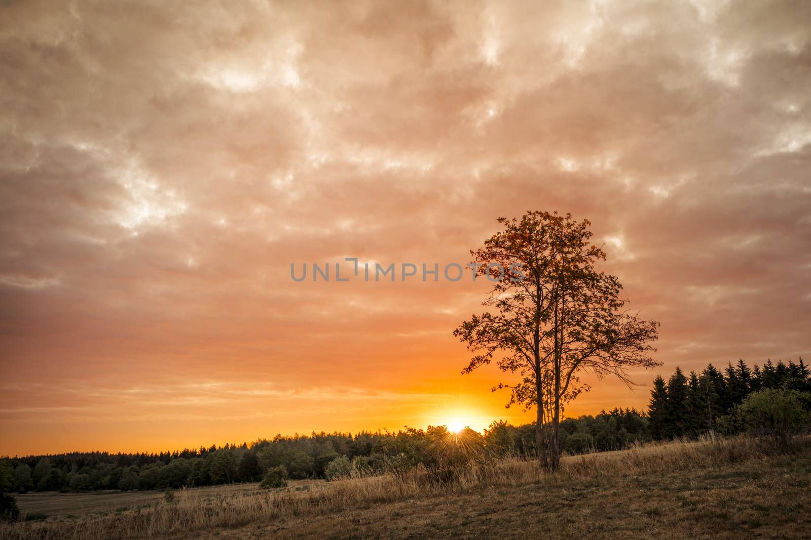 Tree silhouette in the sunrise on a golden sky over land with fields and trees