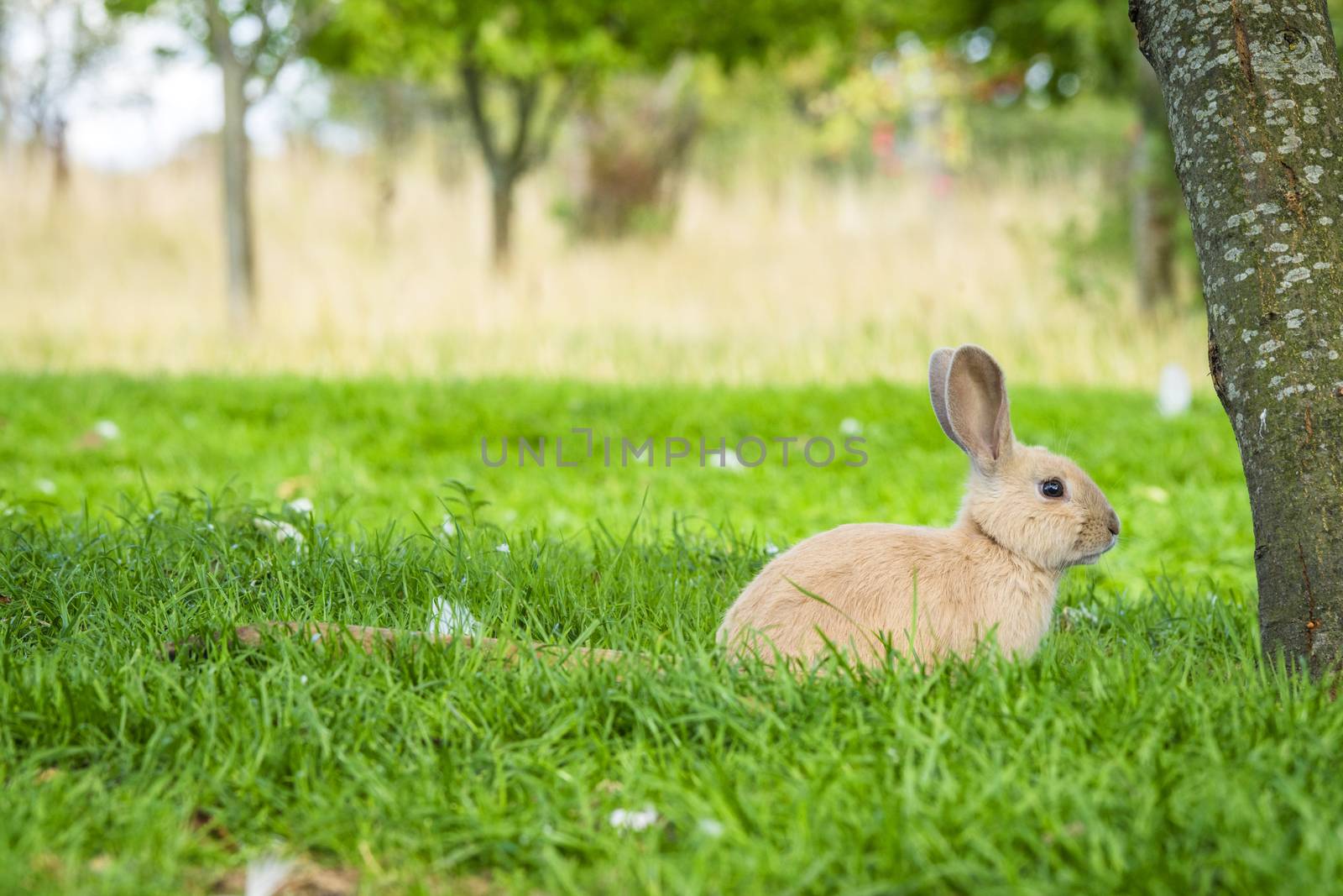 Rabbit under a tree in a garden at Easter in idyllic surroundings in green nature