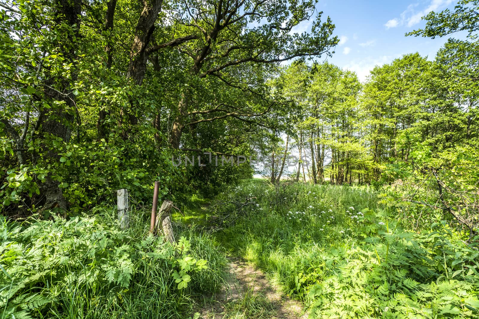 Green nature in the spring with colorful trees and a trail covered with grass