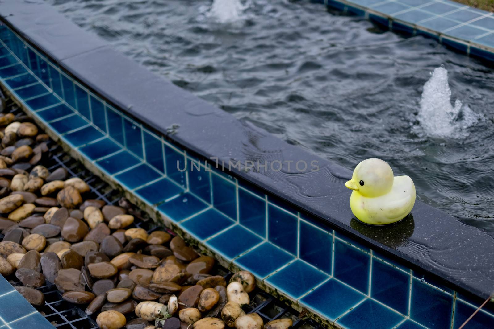 Mini duck doll by at edge of pool