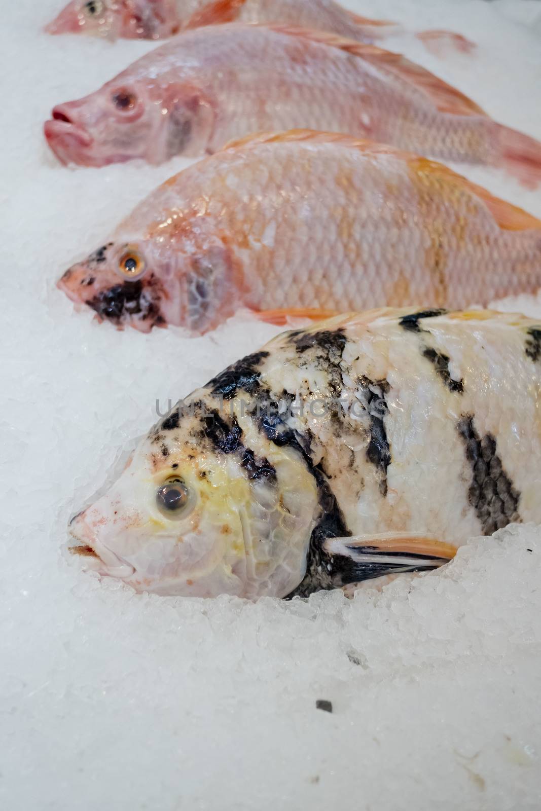 Red Tilapia Fish with ice in market by art9858