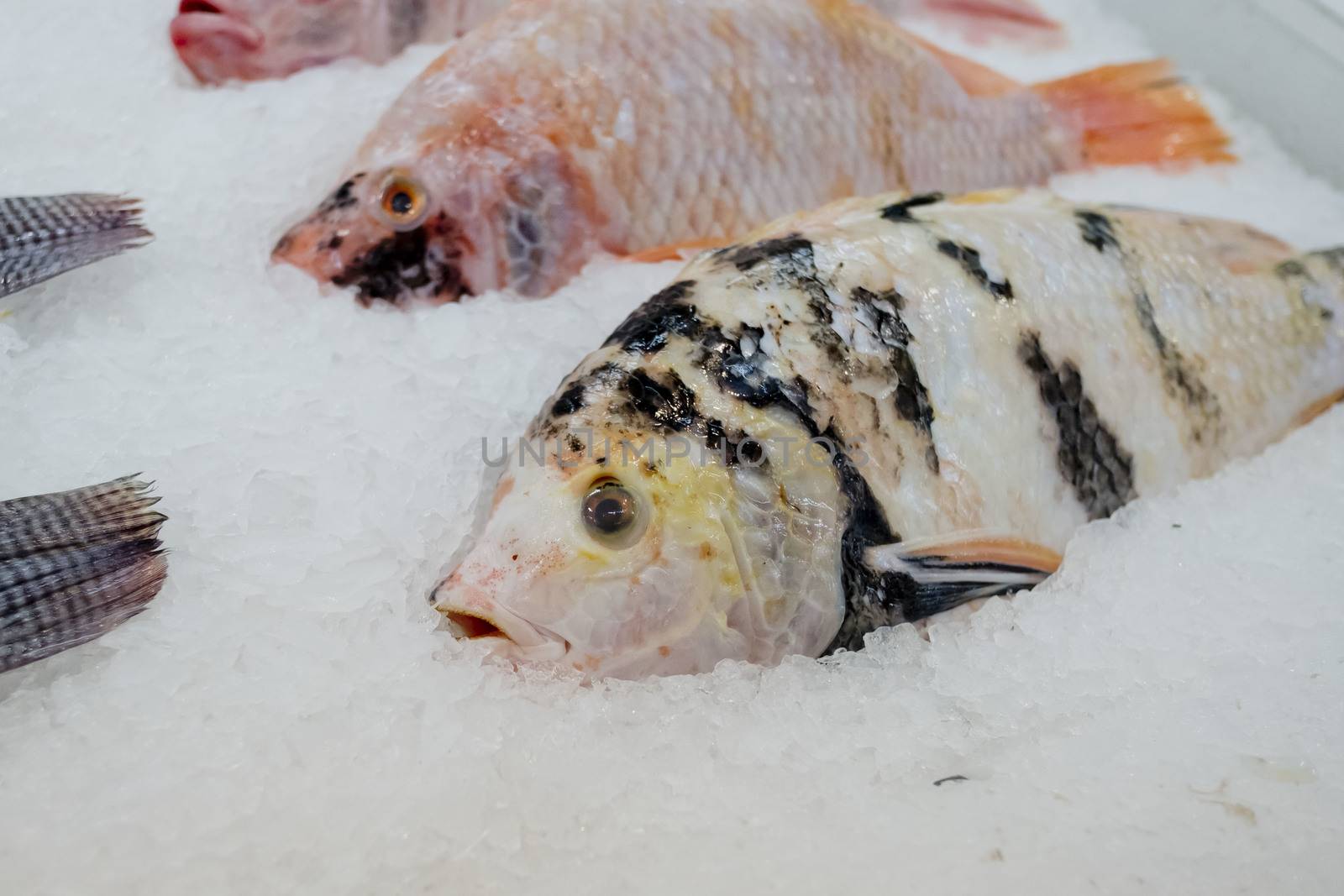 Red Tilapia Fish with ice in market by art9858