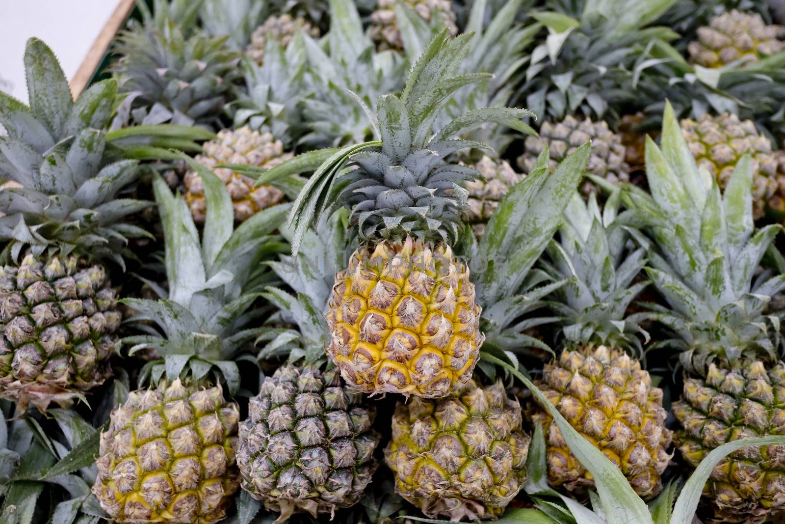 pineapples in market