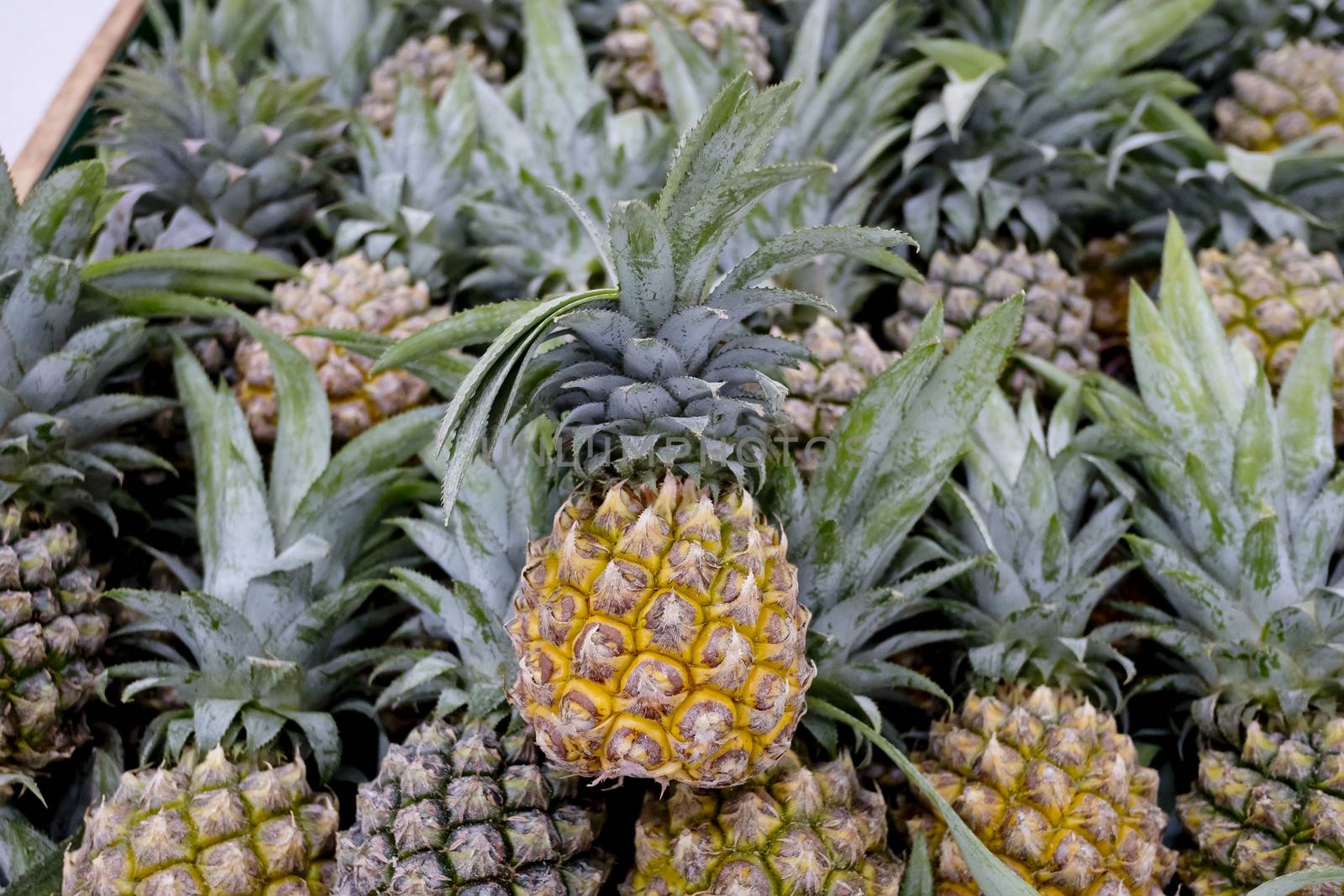 pineapples in market by art9858