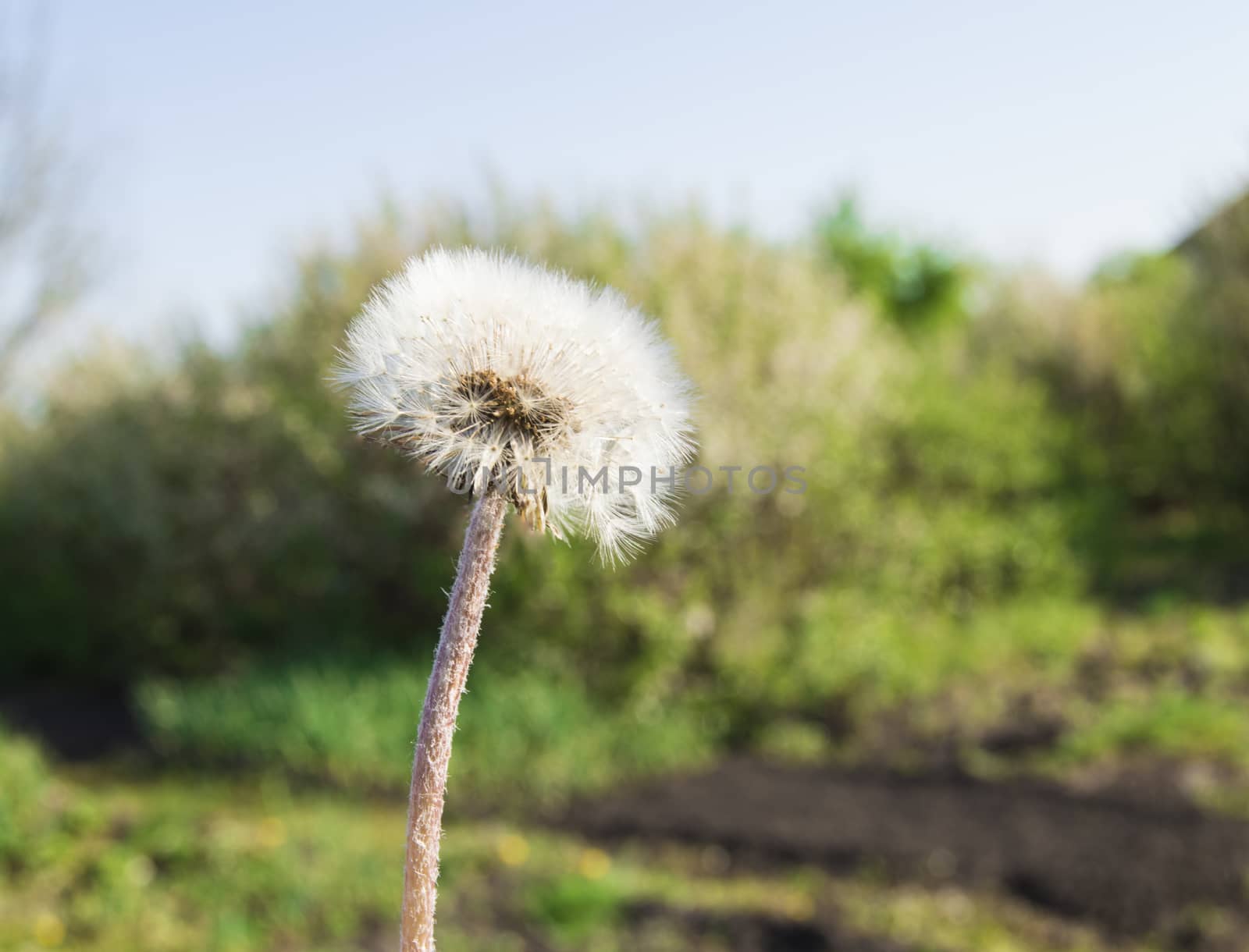 White fluffy dandelions, natural green blurred spring background, defocused image, selective focus