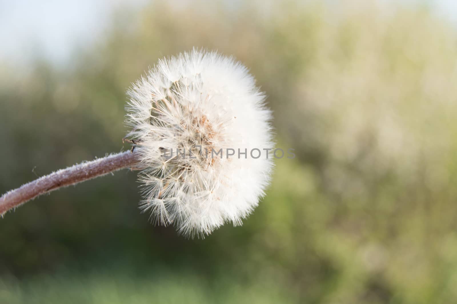 White fluffy dandelion, natural green blurred background image, selective focus by claire_lucia