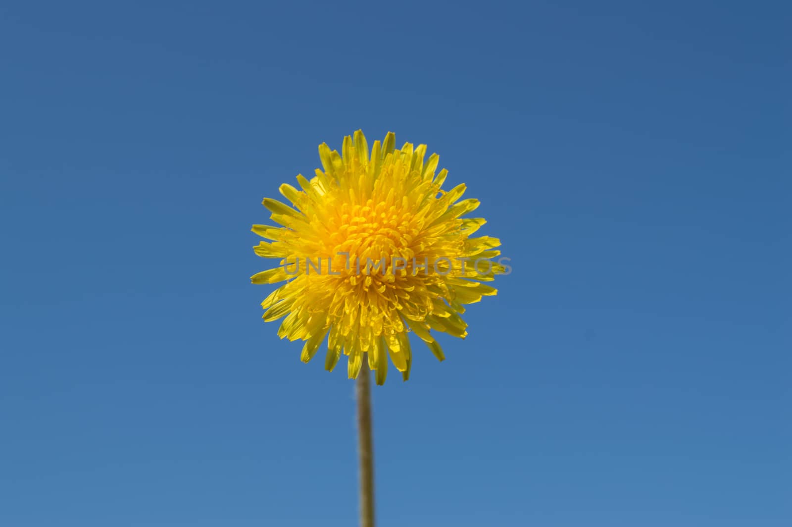 Yellow dandelion on blue sky background by claire_lucia