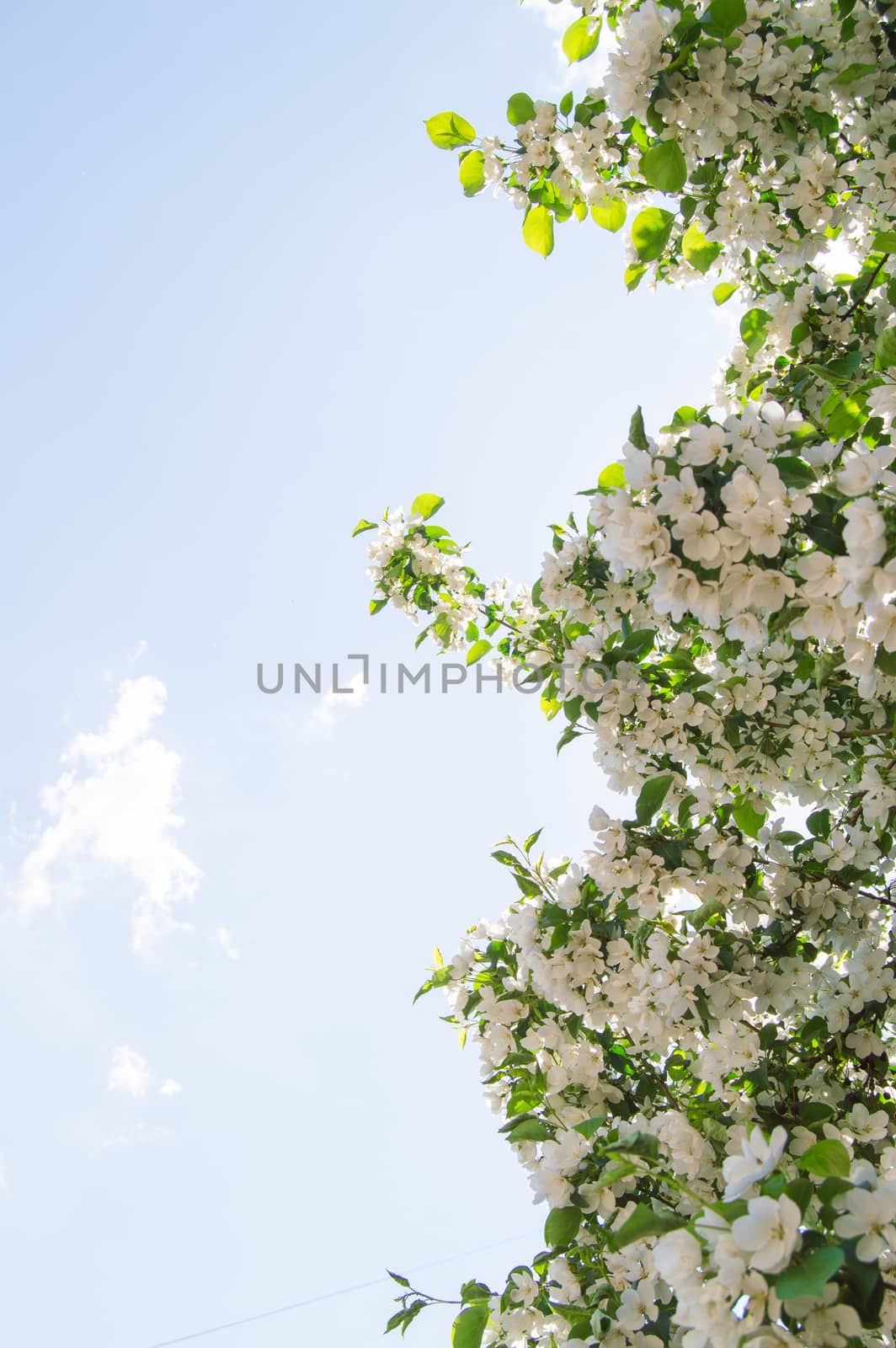 Flowering branches of Apple trees against the blue sky and sunlight by claire_lucia