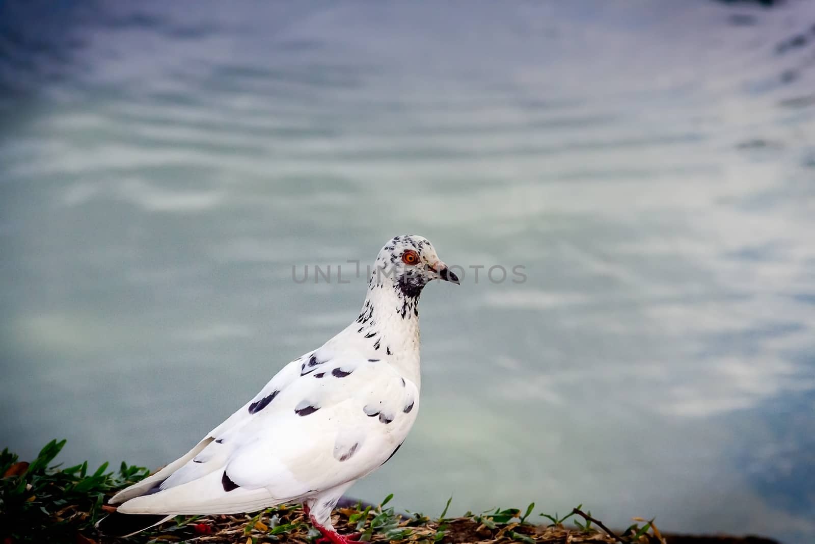 White dove standing by the pool