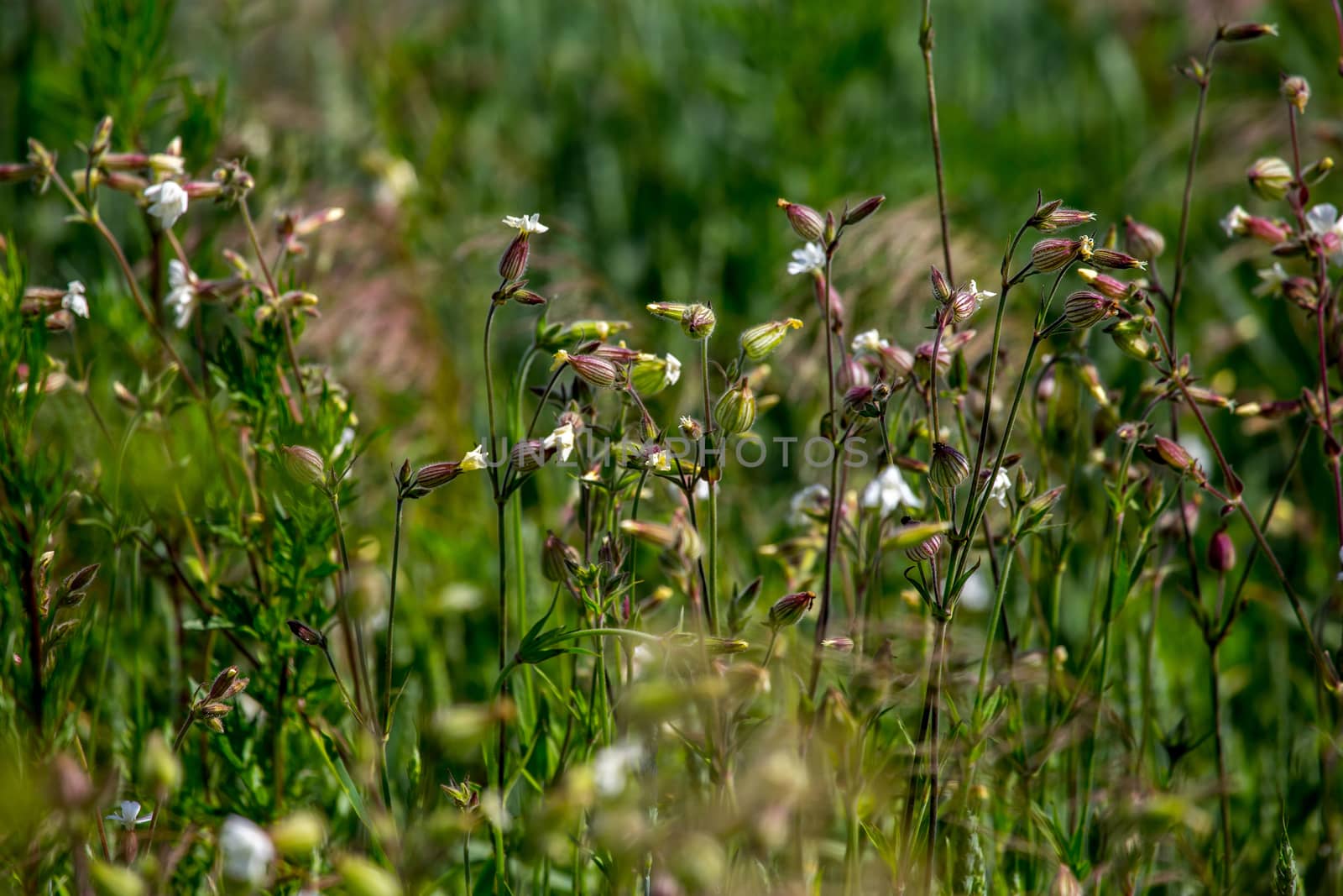 Rural flowers in green grass by fotorobs