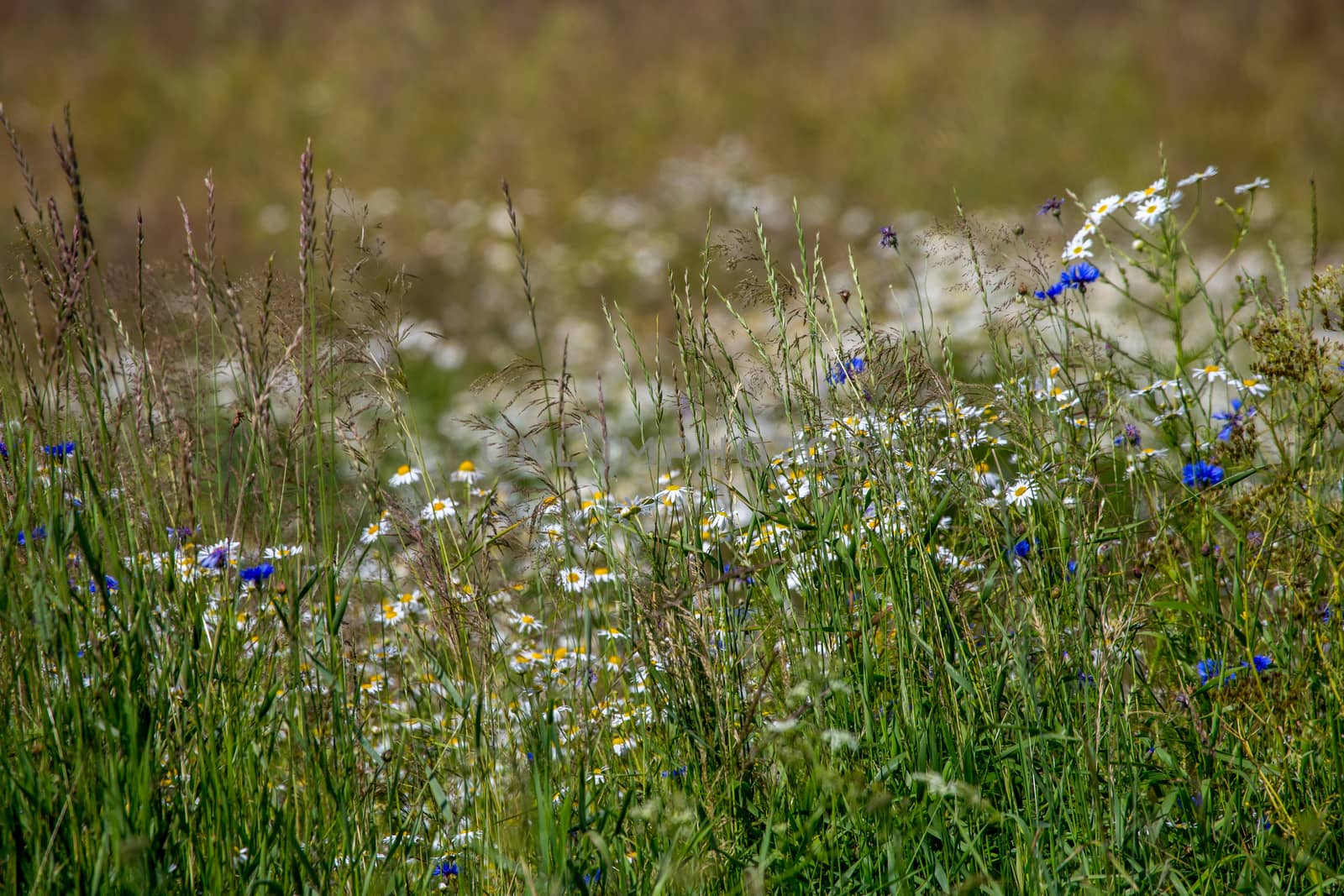 Daisy and cornflowers field. Beautiful blooming daisies and cornflowers in green grass. Meadow with daisies and cornflowers in Latvia. Nature flowers in spring and summer season in meadow. 