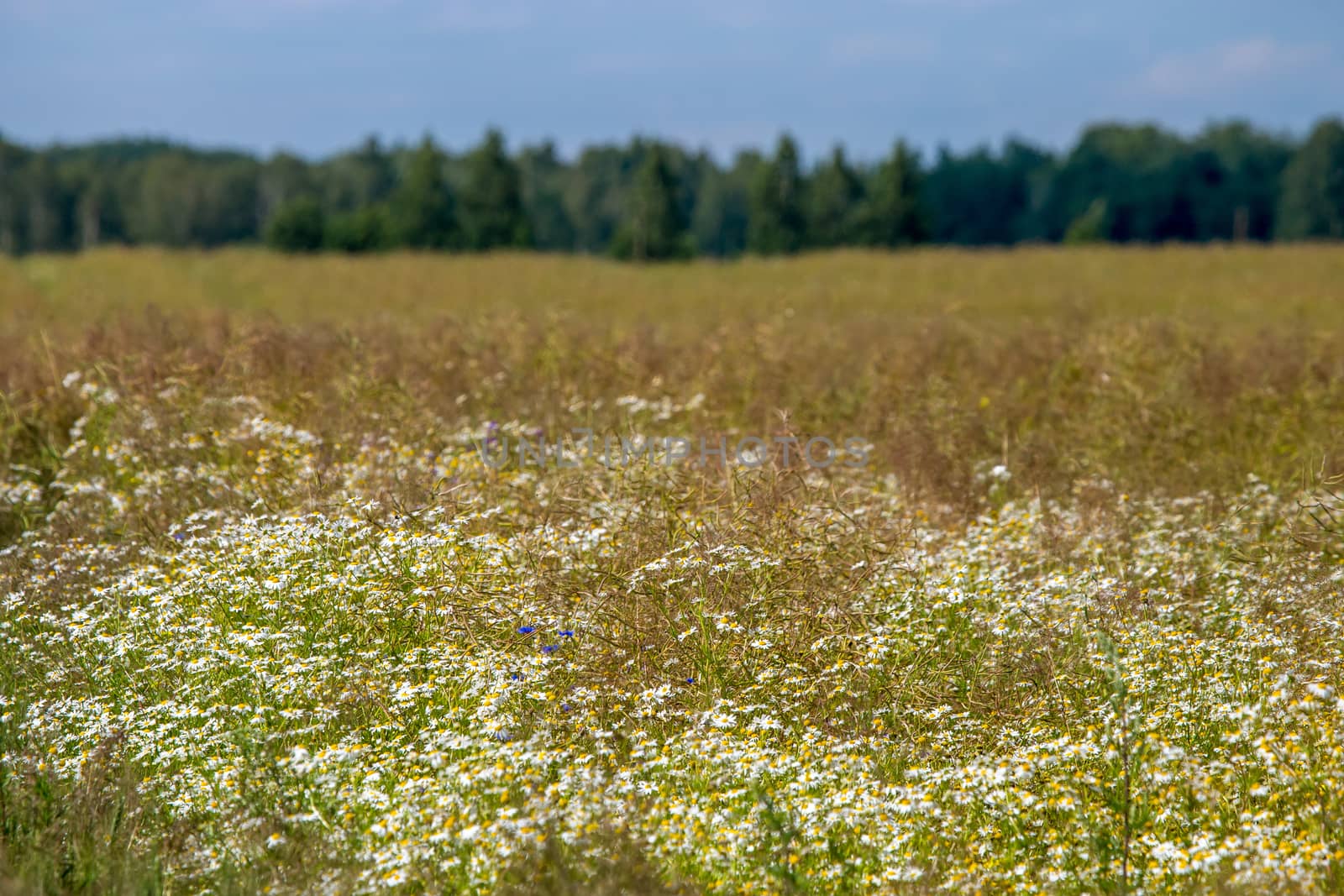 Landscape with daisy field. Beautiful blooming daisies in green grass. Meadow with white daisies in Latvia. Nature flowers in spring and summer season in meadow. 