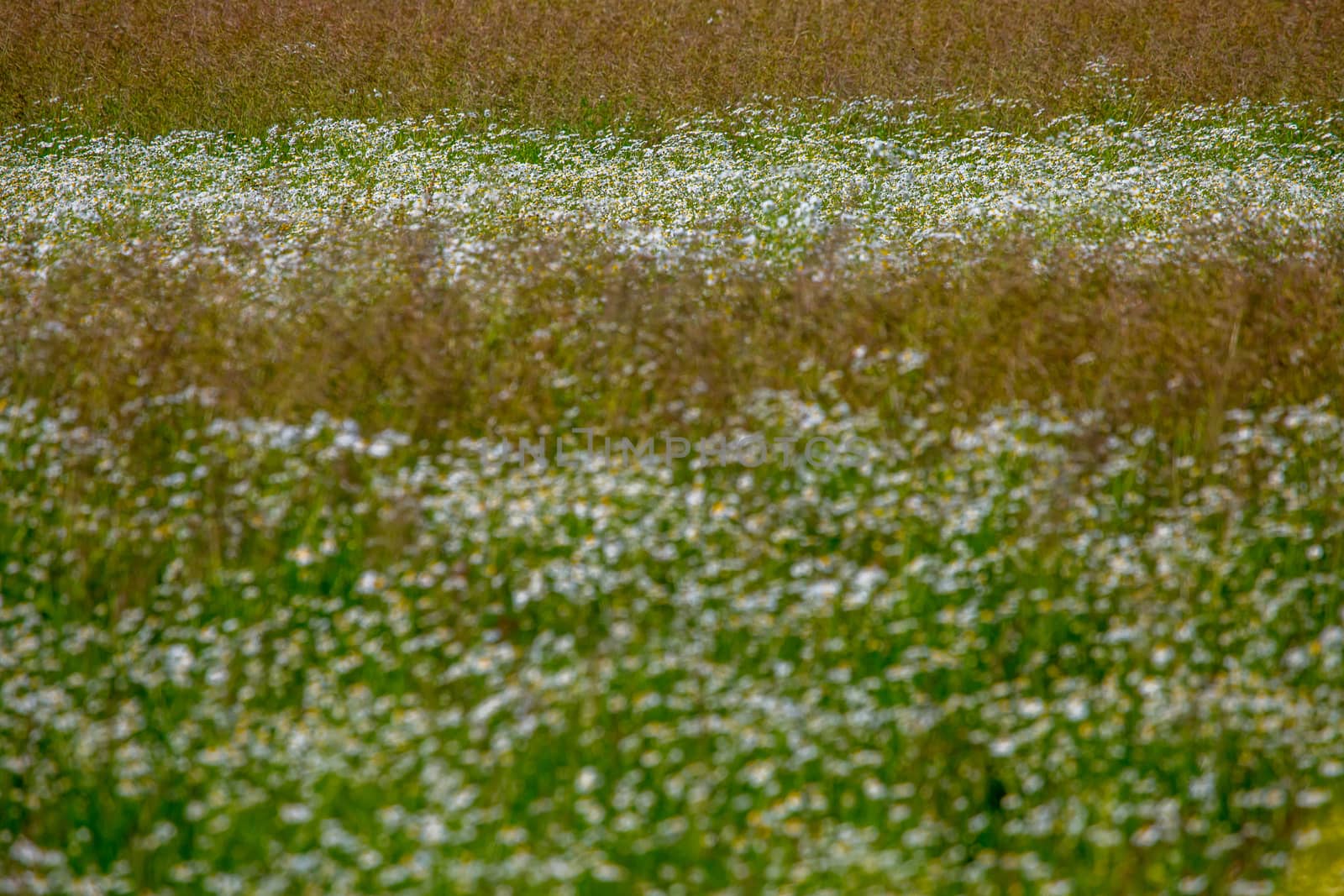 Landscape with daisies in meadow. by fotorobs