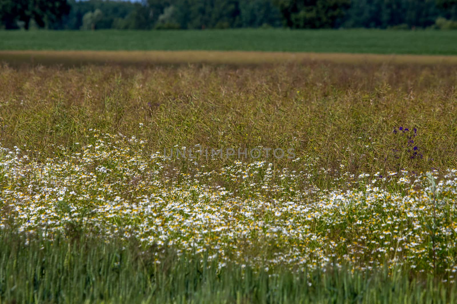 Landscape with daisies in meadow. by fotorobs