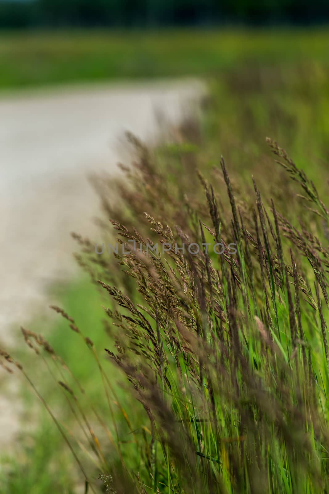 Large and high grass along the road without asphalt. Summer landscape with rural road and bent. Classic rural landscape in Latvia.