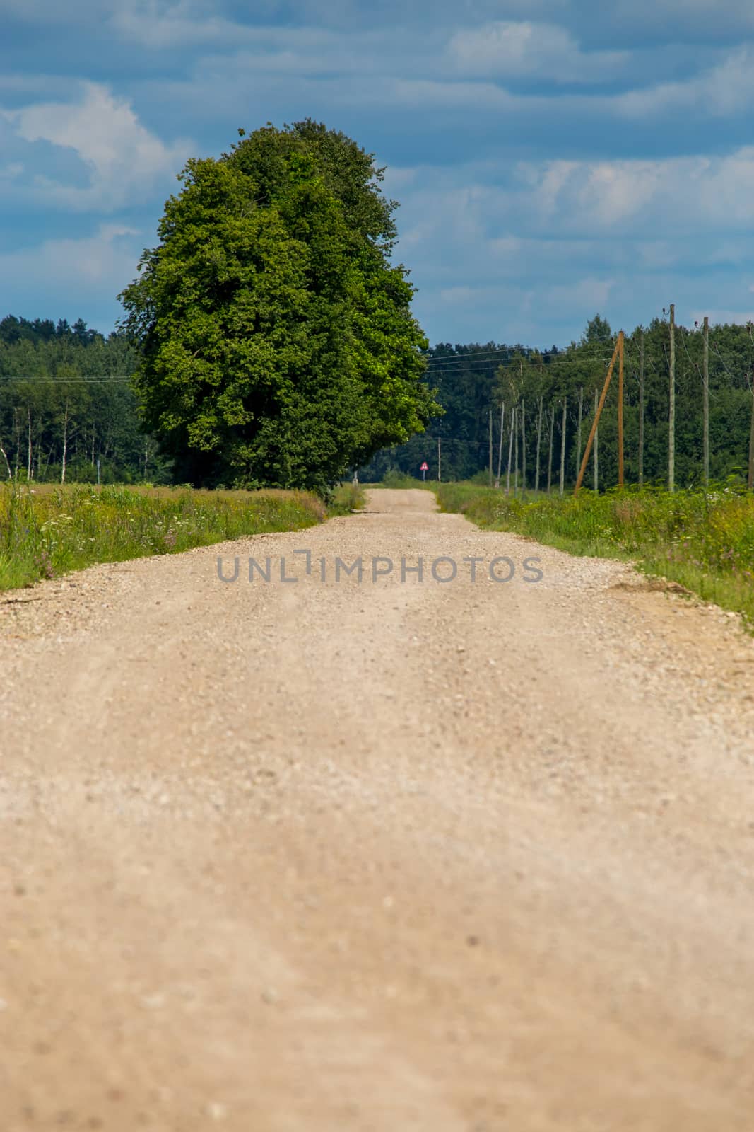 Summer landscape with empty road, trees and blue sky.. Rural road, cornfield, wood and cloudy blue sky. Classic rural landscape in Latvia.