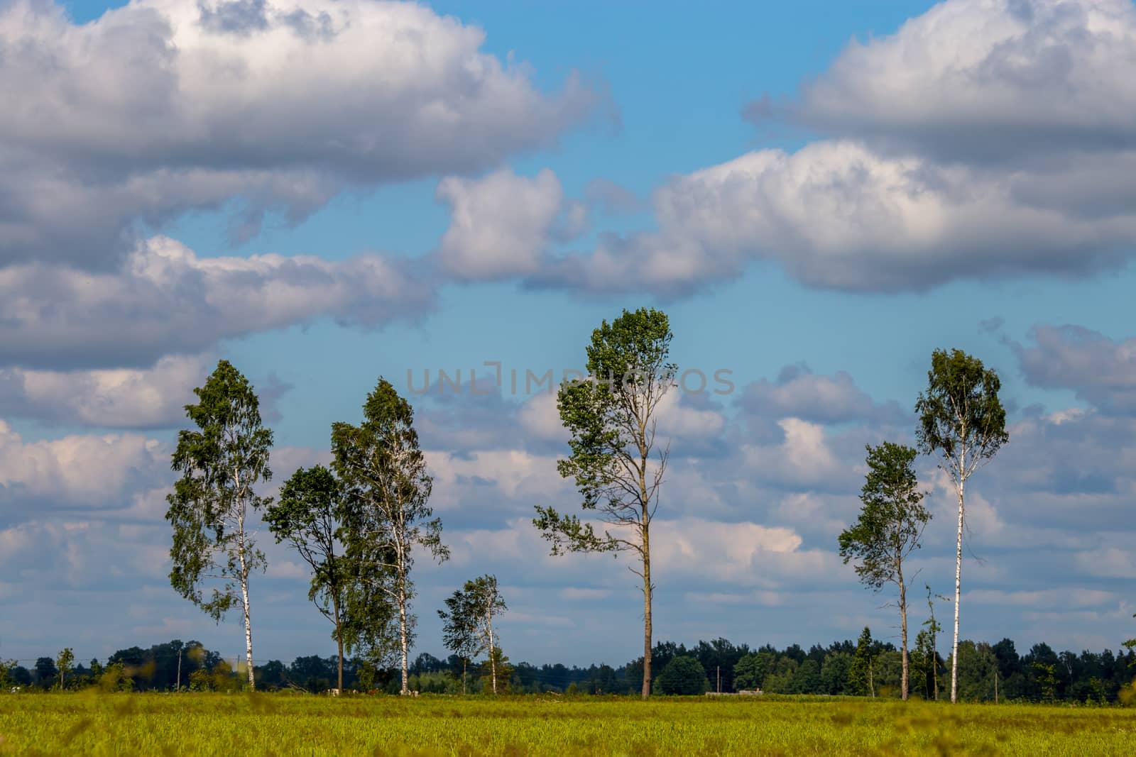 Trees in the middle of the meadow. Trees on green field against a blue cloudy sky. Summer landscape with trees, meadow and cloudy blue sky. Classic rural landscape in Latvia.