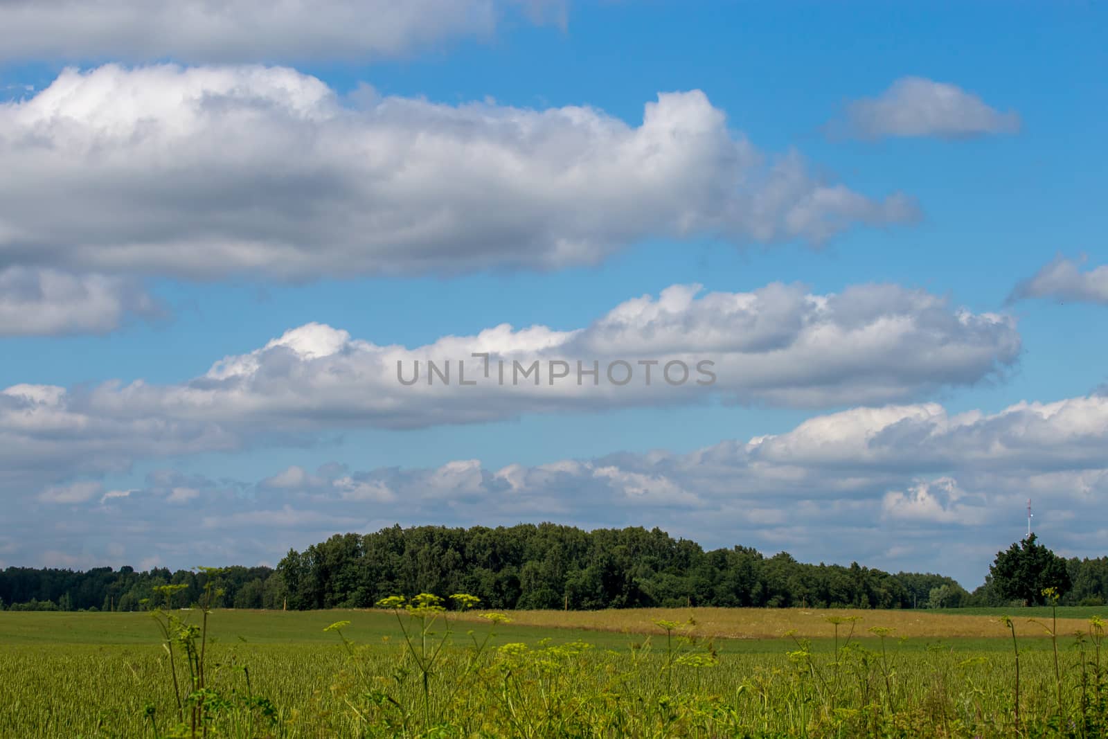 Green field with cereal and forest on the back, against a blue sky. Spring landscape with cornfield, wood and cloudy blue sky. Classic rural landscape in Latvia.