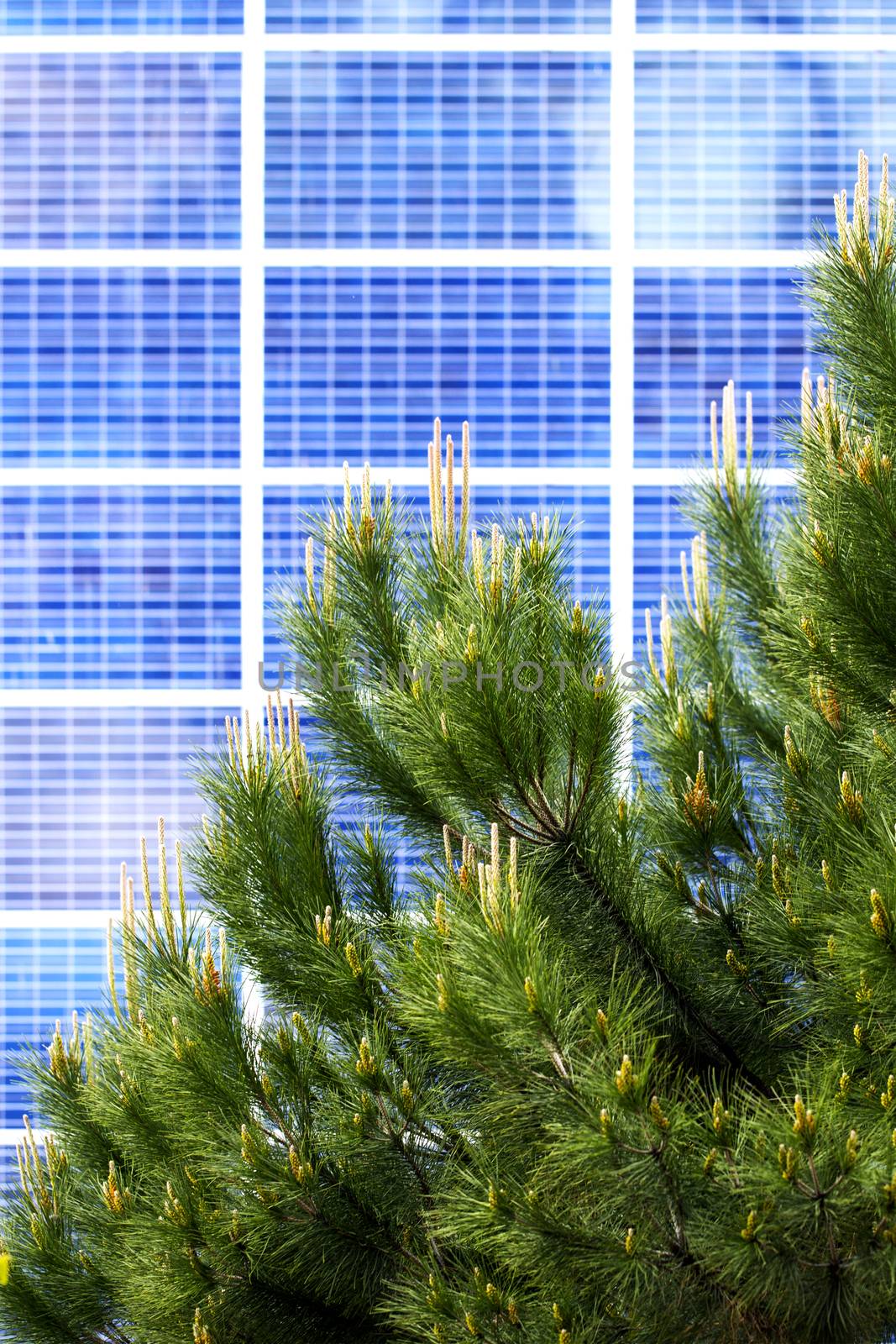 Renewable, alternative solar energy, photocell - solar panels on the wall of the building. In front of it are fluffy branches of green pine, as a symbol of environmental friendliness.