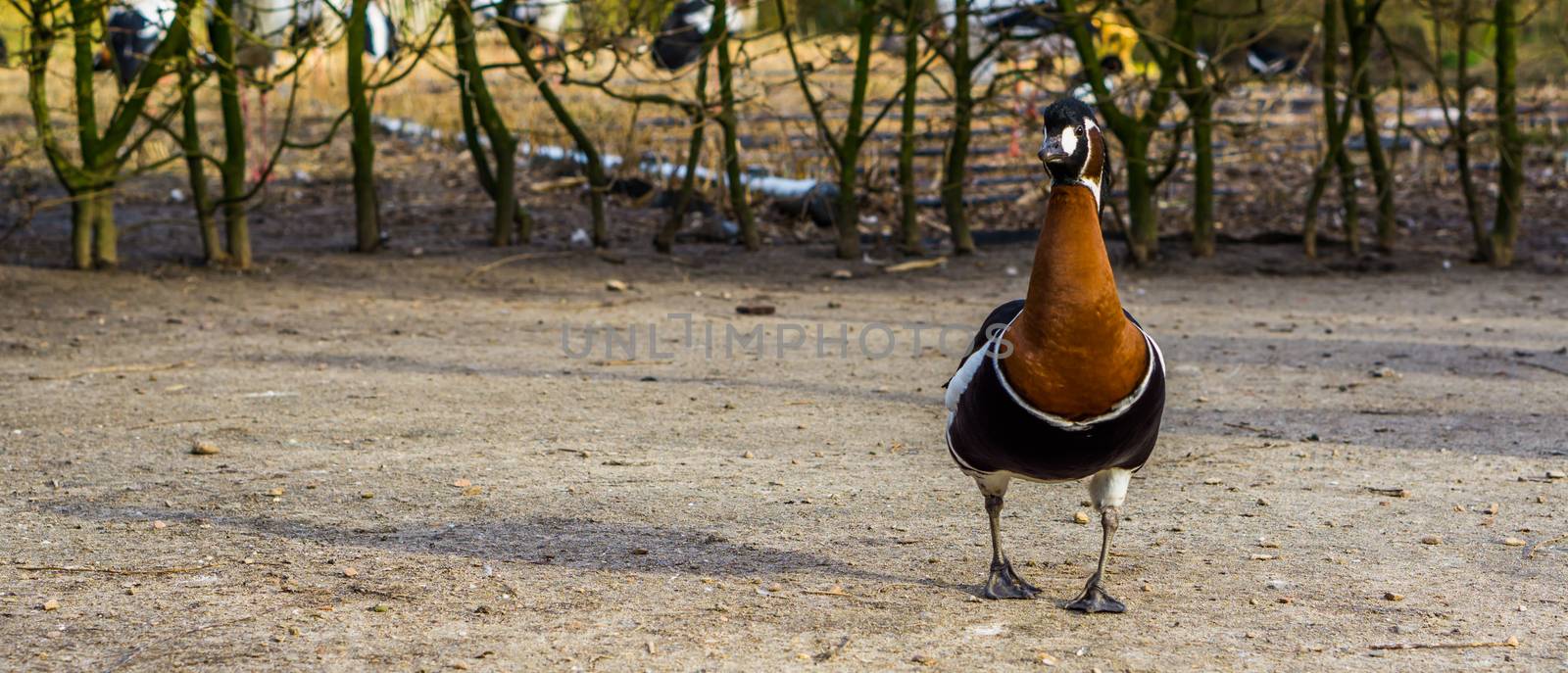front closeup of a red breasted goose, water bird from Eurasia by charlottebleijenberg