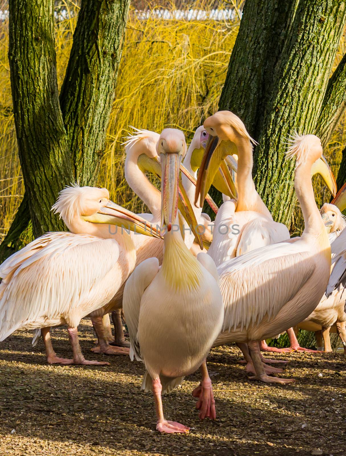 Rosy pelican walking towards the camera, big family of pelicans in the background, flock of birds by charlottebleijenberg