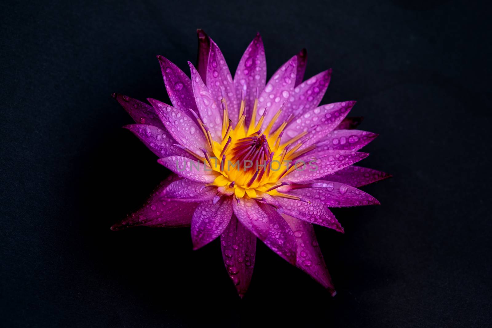 Water lily with water drops isolated on black background.