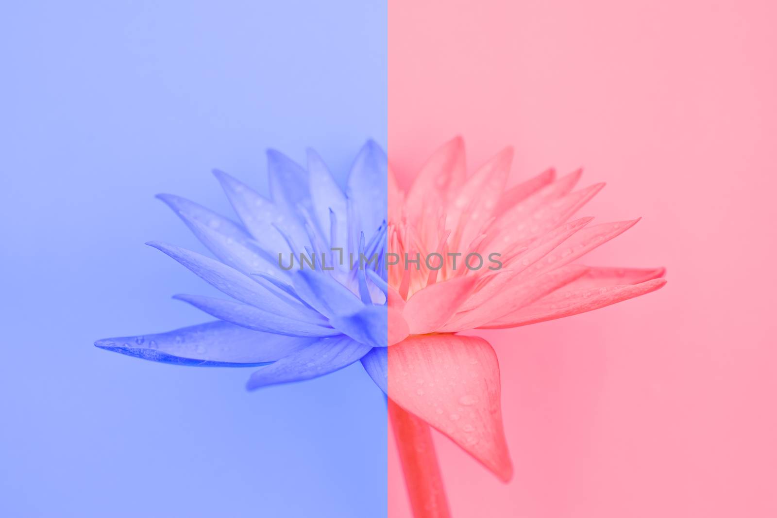 Duotone water lily flower. blue and red