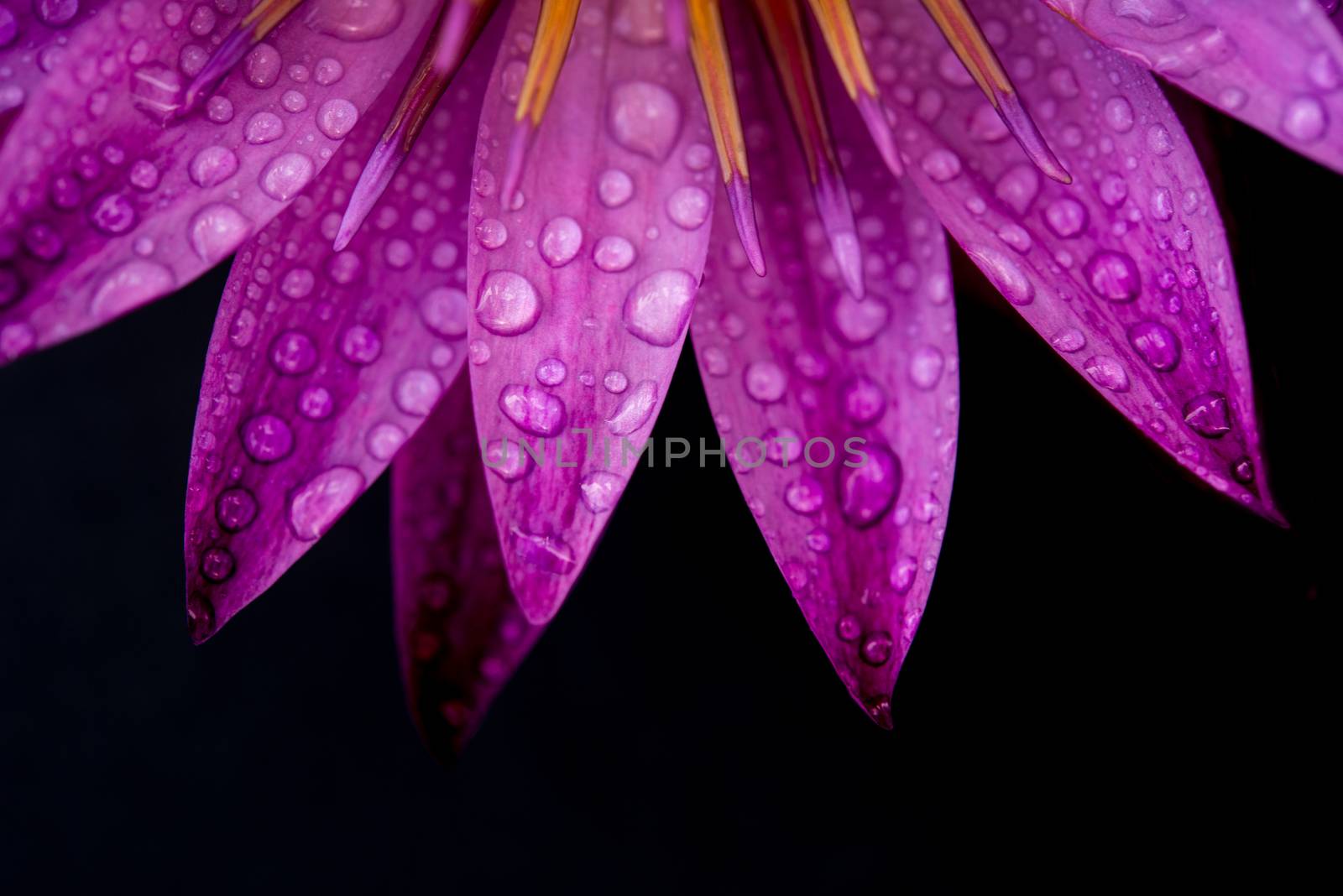 Close up water lily with water drops isolated on black background.