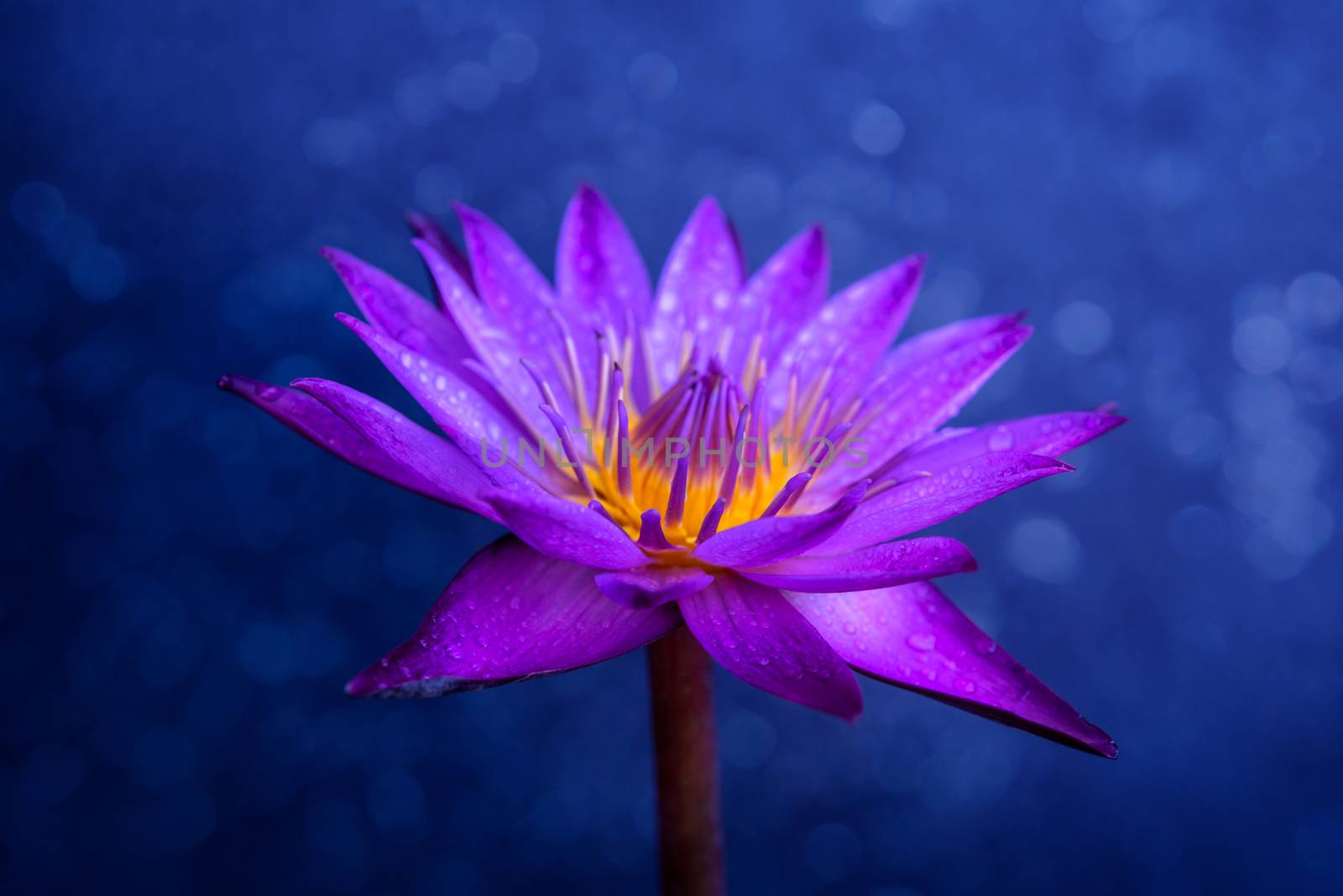 Water lily flower on dark blue bokeh light background.