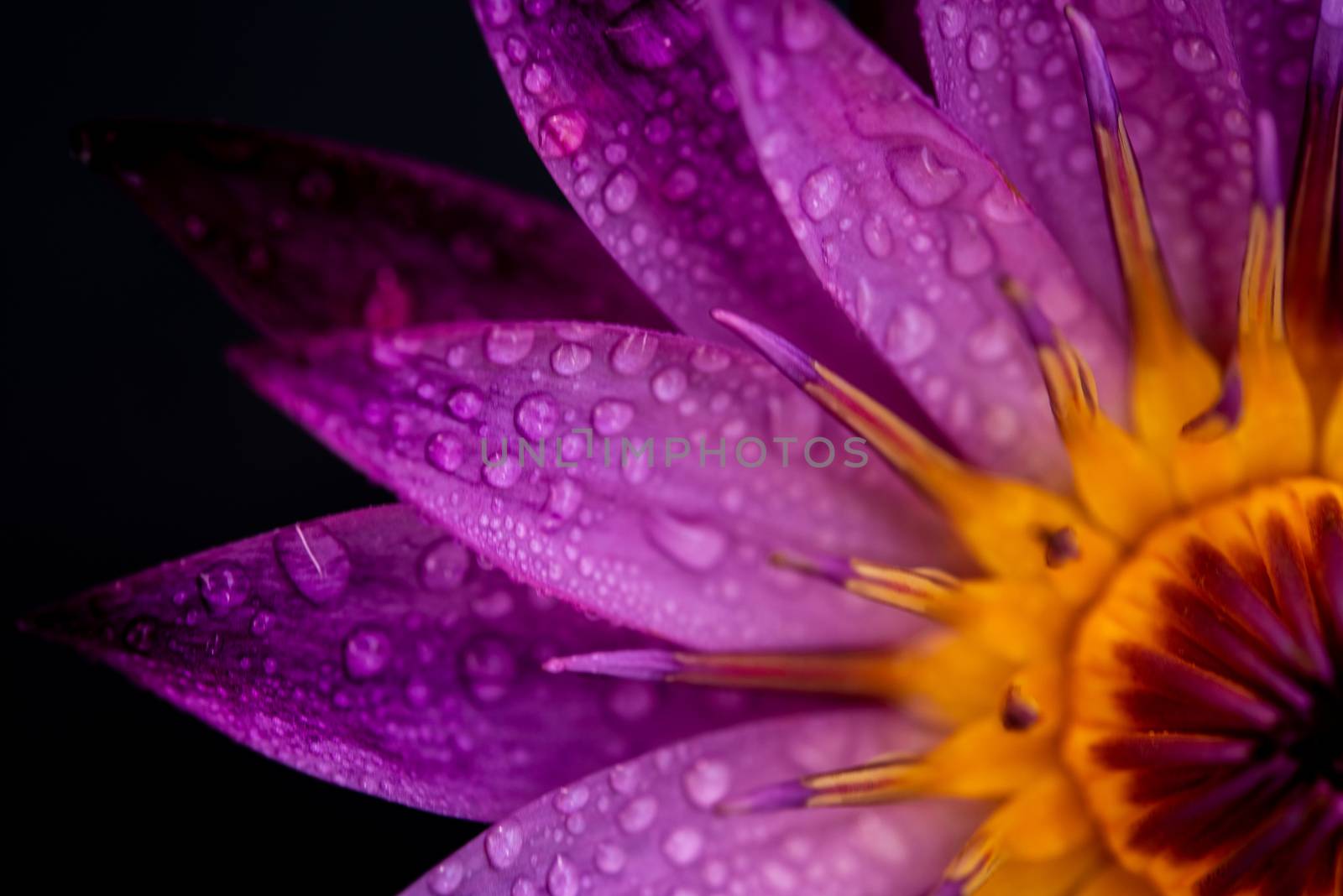 Close up water lily with water drops isolated on black background.